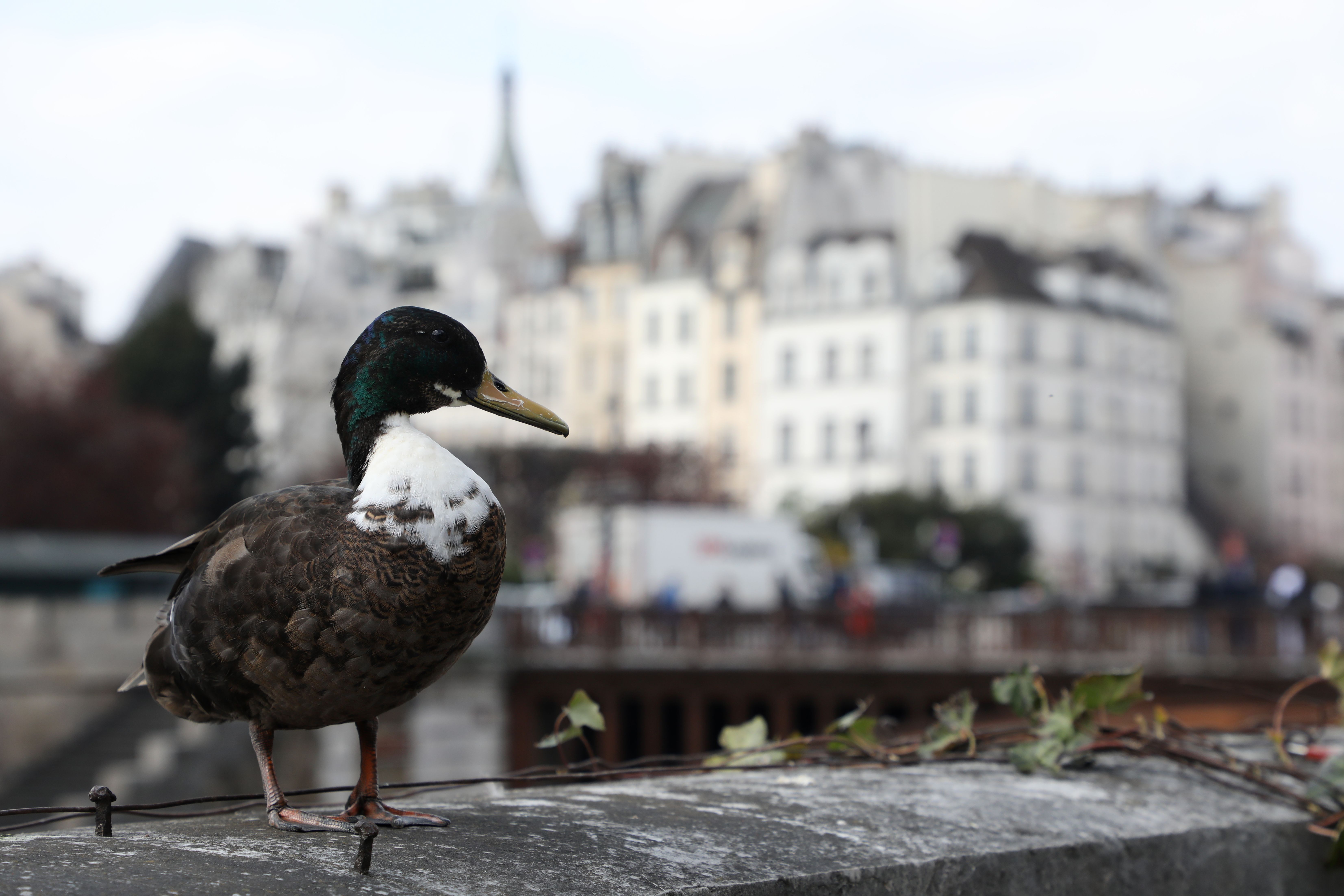 A Duclair duck stands on the banks of the river Seine in Paris on march 27, 2019. (LUDOVIC MARIN/AFP via Getty Images)