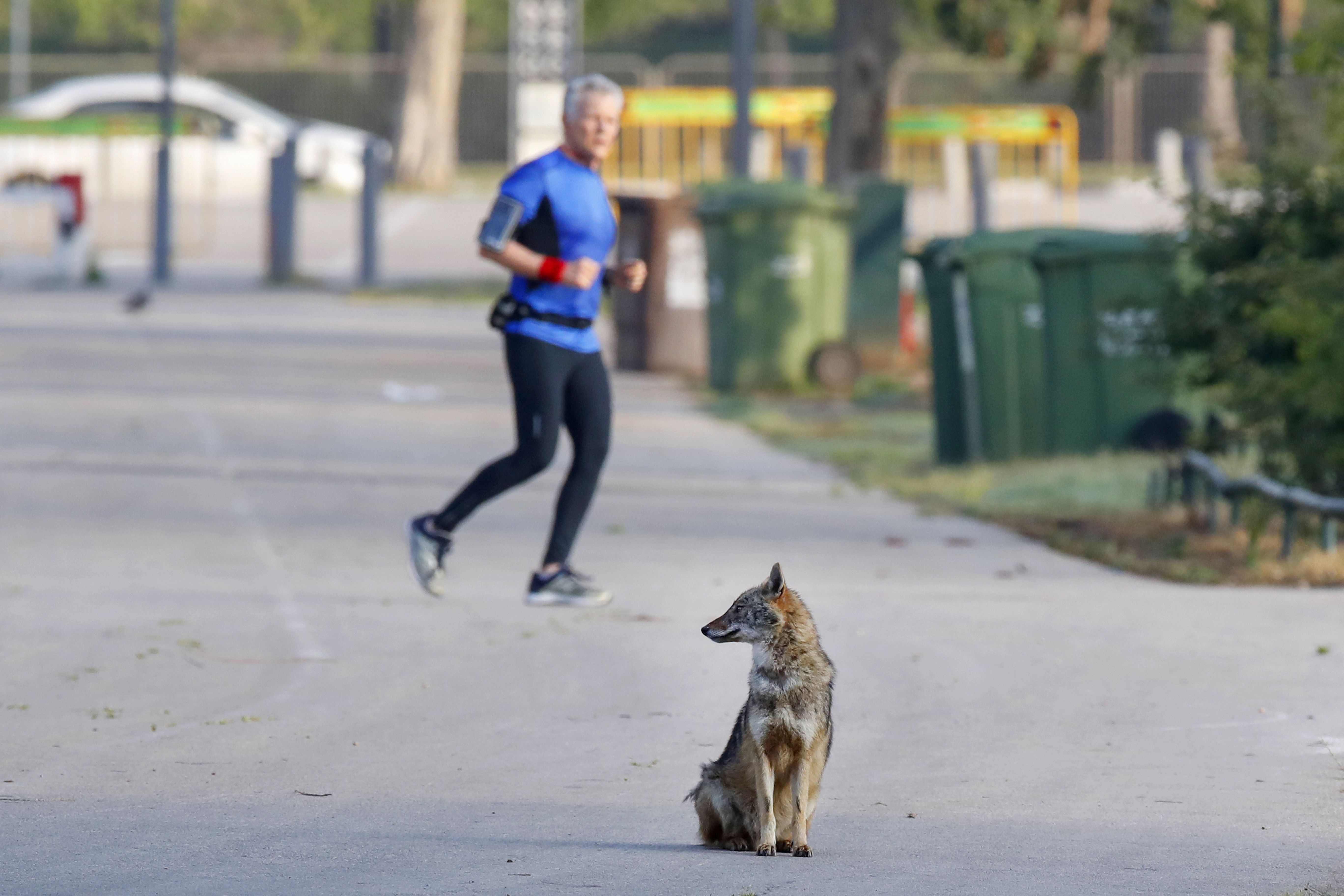 A jackal rests on a paved pathway in Yarkon Park in the Israeli coastal city of Tel Aviv. (Photo by JACK GUEZ/AFP via Getty Images)