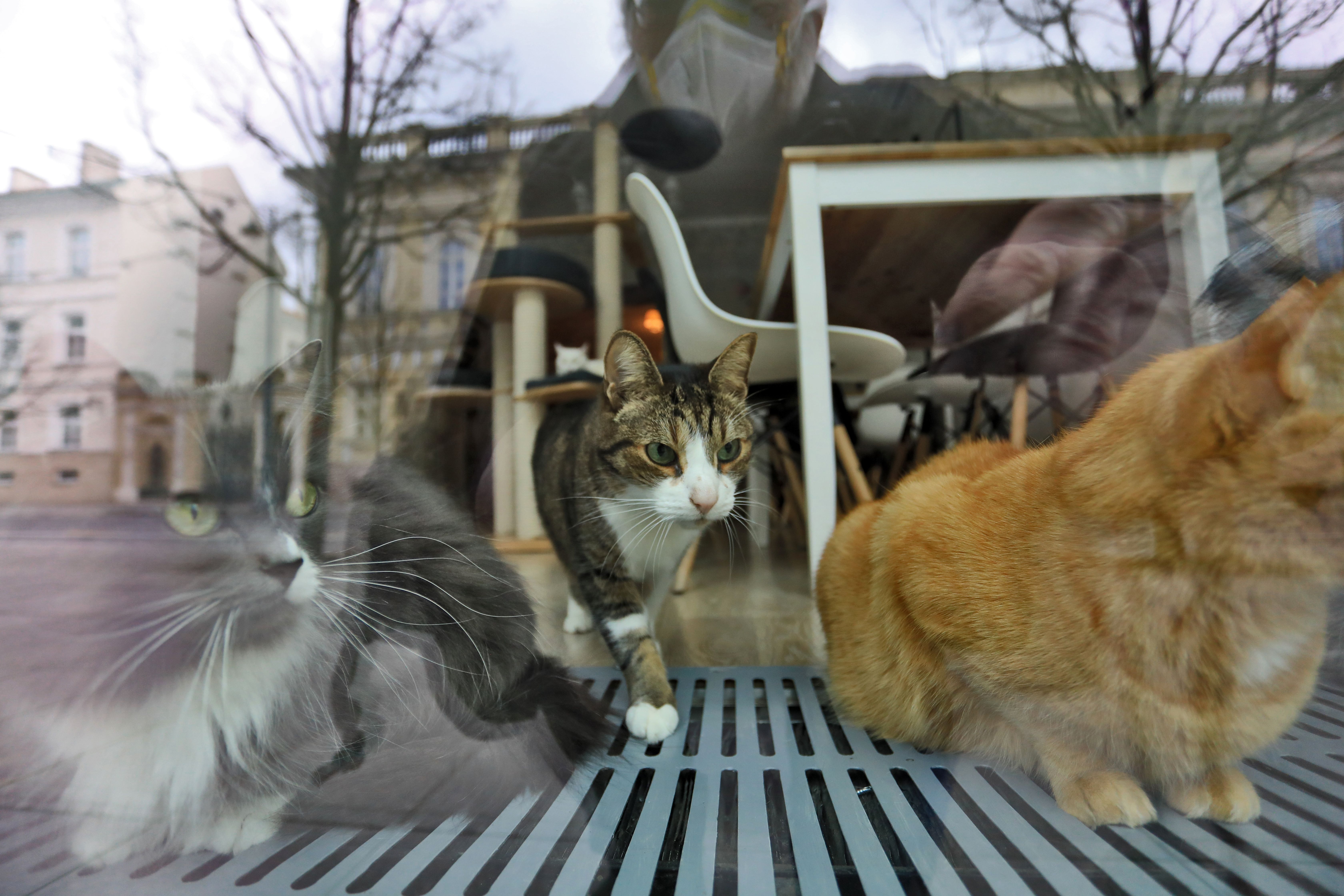 Cats are seen as they rest behind the window of the "Cat Cafe" which remains closed in Vilnius, Lithuania on April 19, 2020, amid the new coronavirus COVID-19 pandemic. (Photo by PETRAS MALUKAS/AFP via Getty Images)