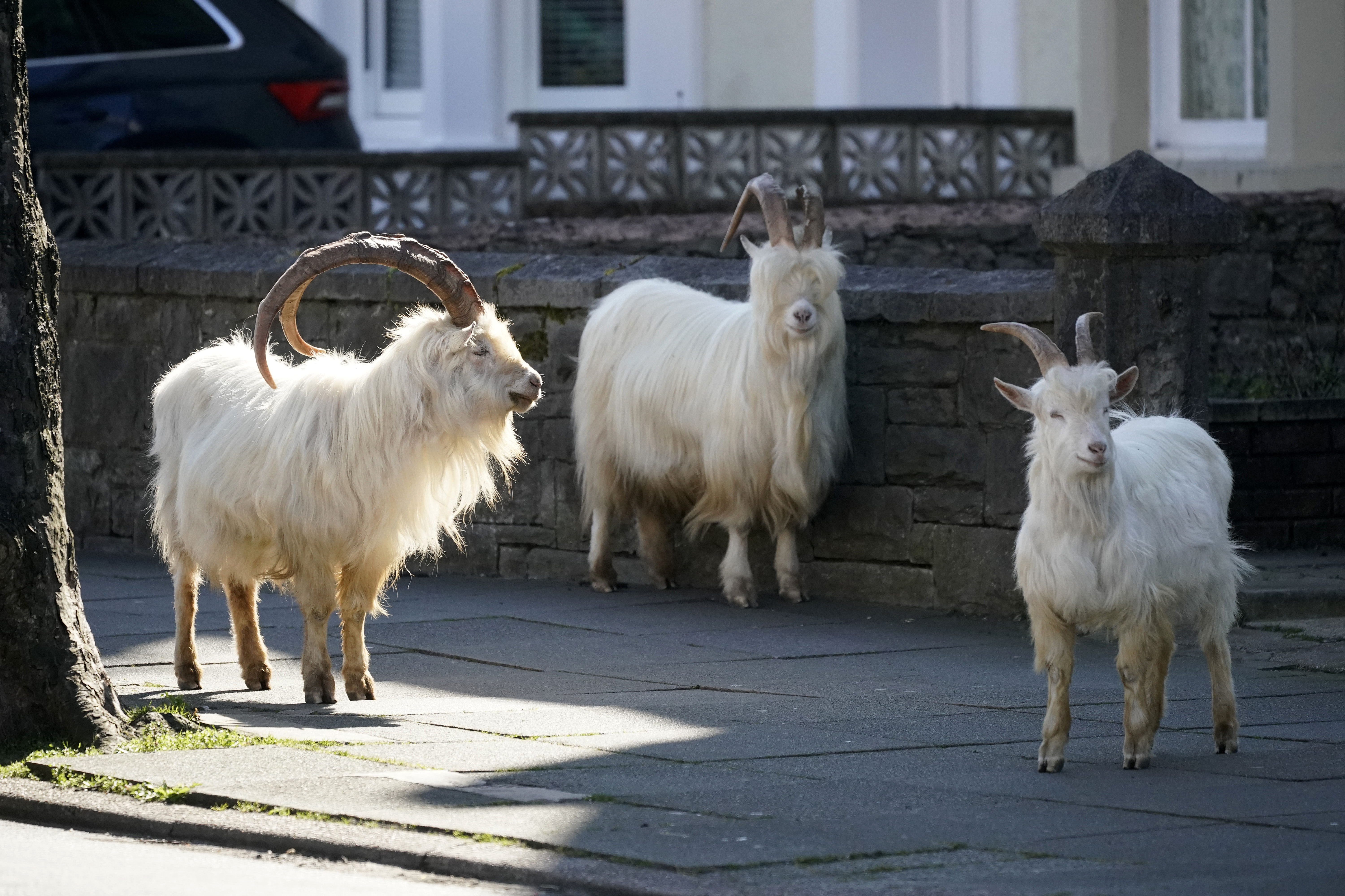 Mountain goats roam the streets of LLandudno on March 31, 2020 in Llandudno, Wales. (Photo by Christopher Furlong/Getty Images)