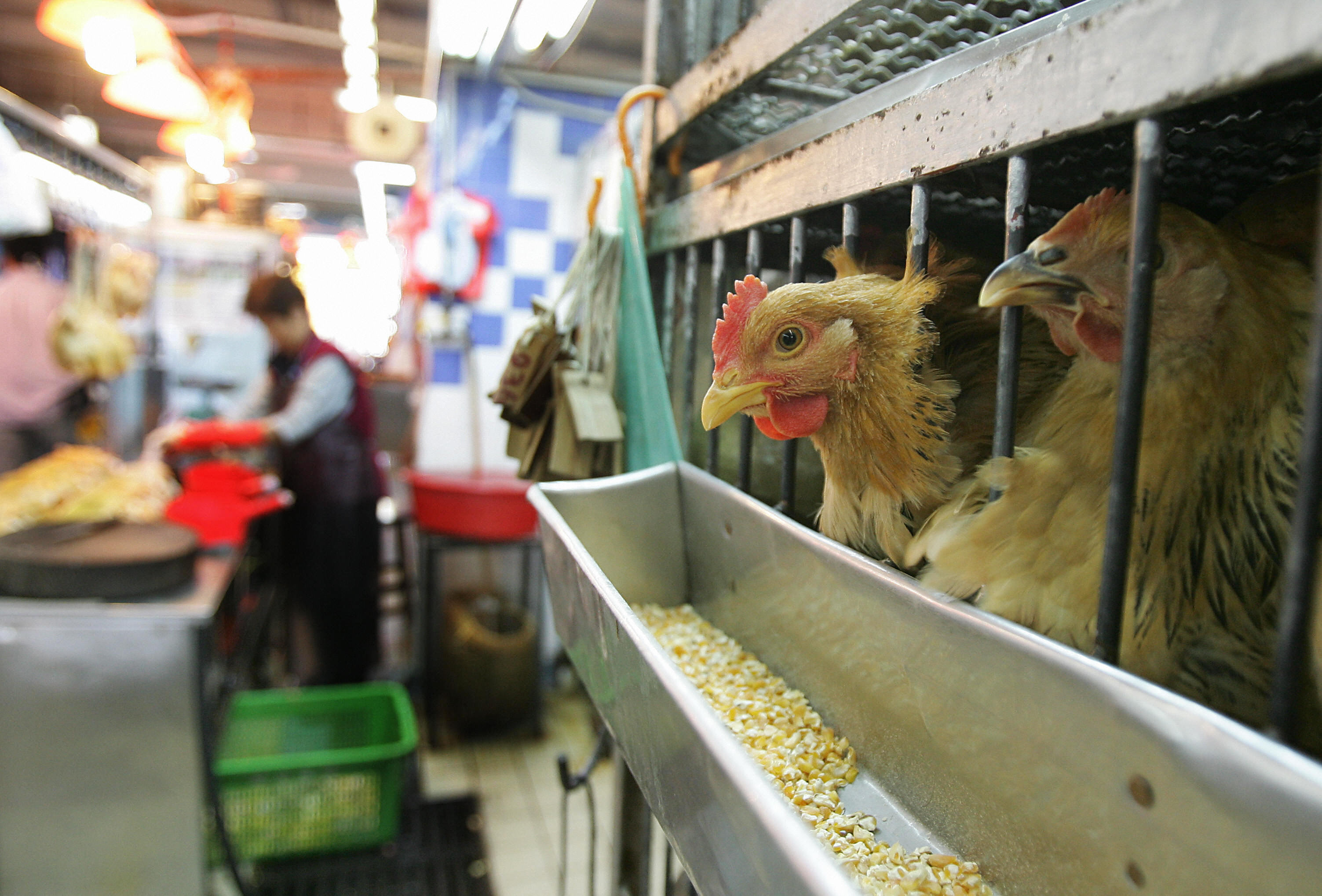A market in Hong Kong featuring live chickens. (MIKE CLARKE/AFP via Getty Images)