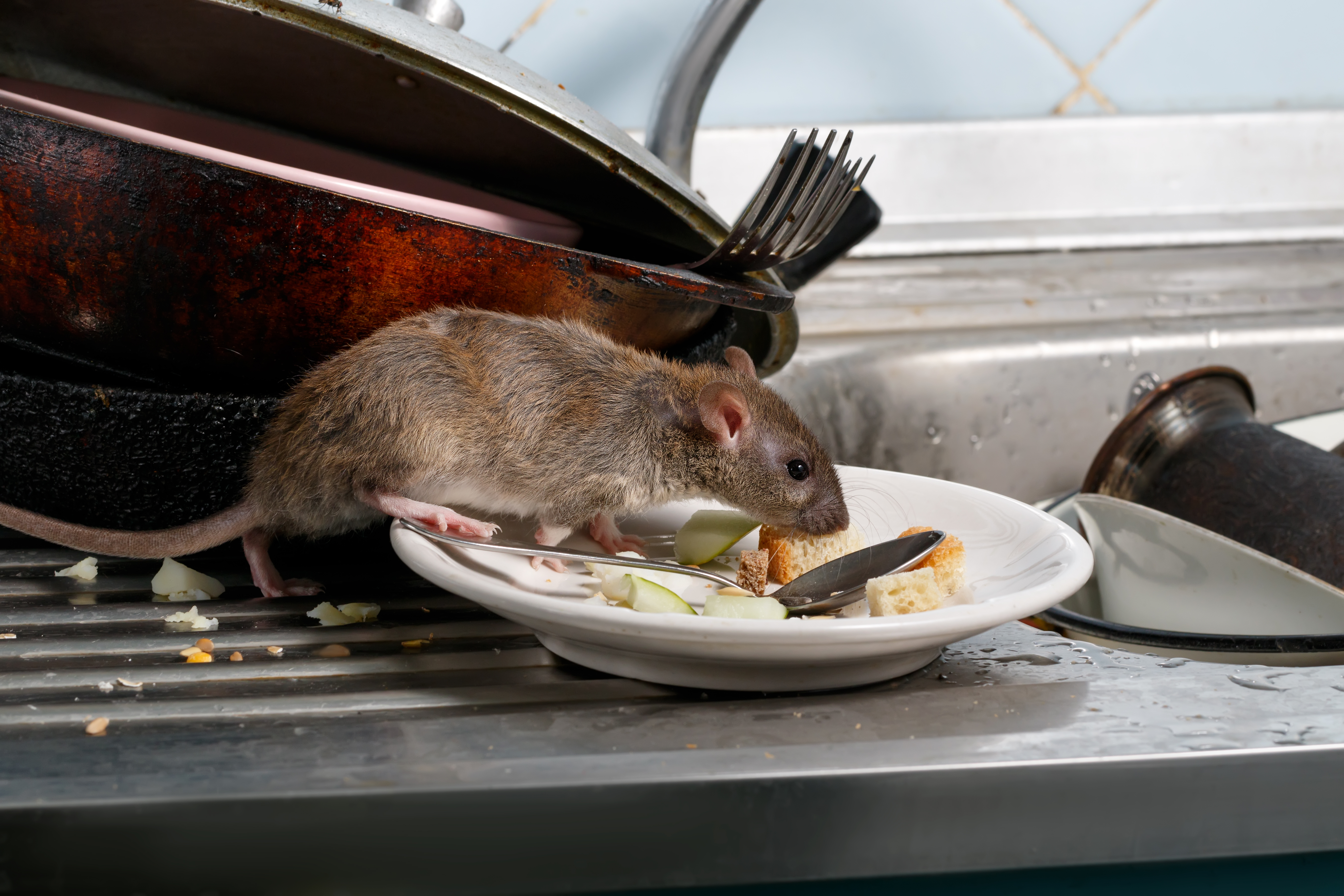 Rat and Food. Shutterstock