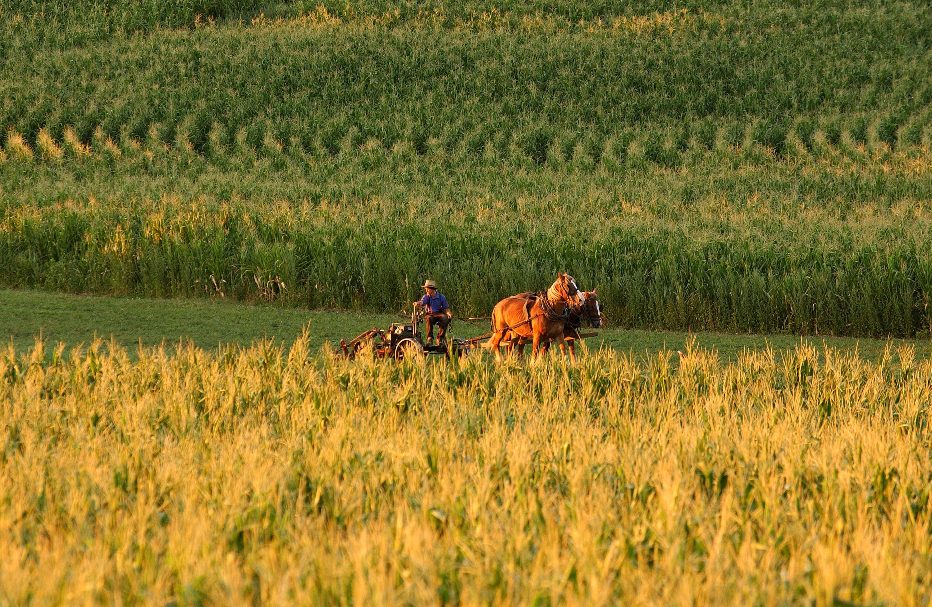 An Amish man ploughs his field August 7, 2002 in Lancaster County, Pennsylvania. (Photo by Spencer Platt/Getty Images)