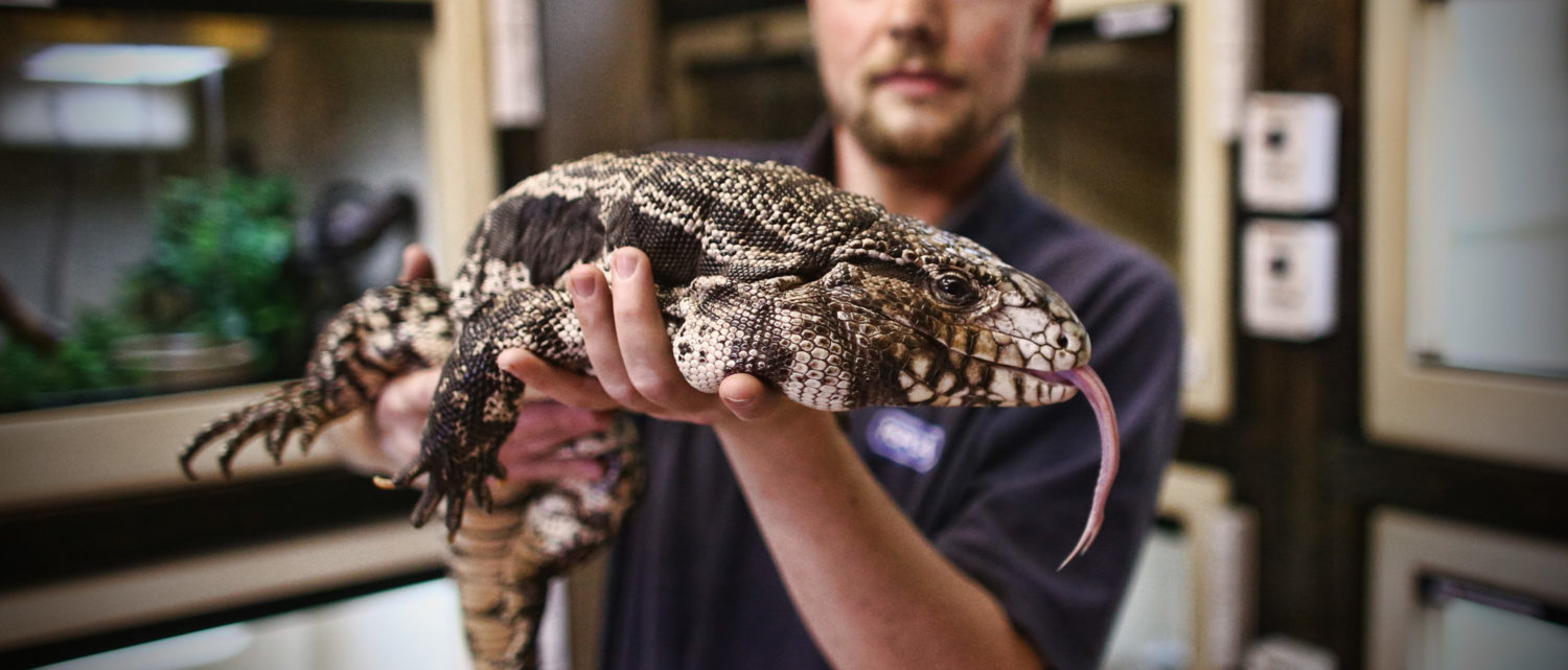 Giant 4FootLong Tegus Lizards Have Established Themselves In