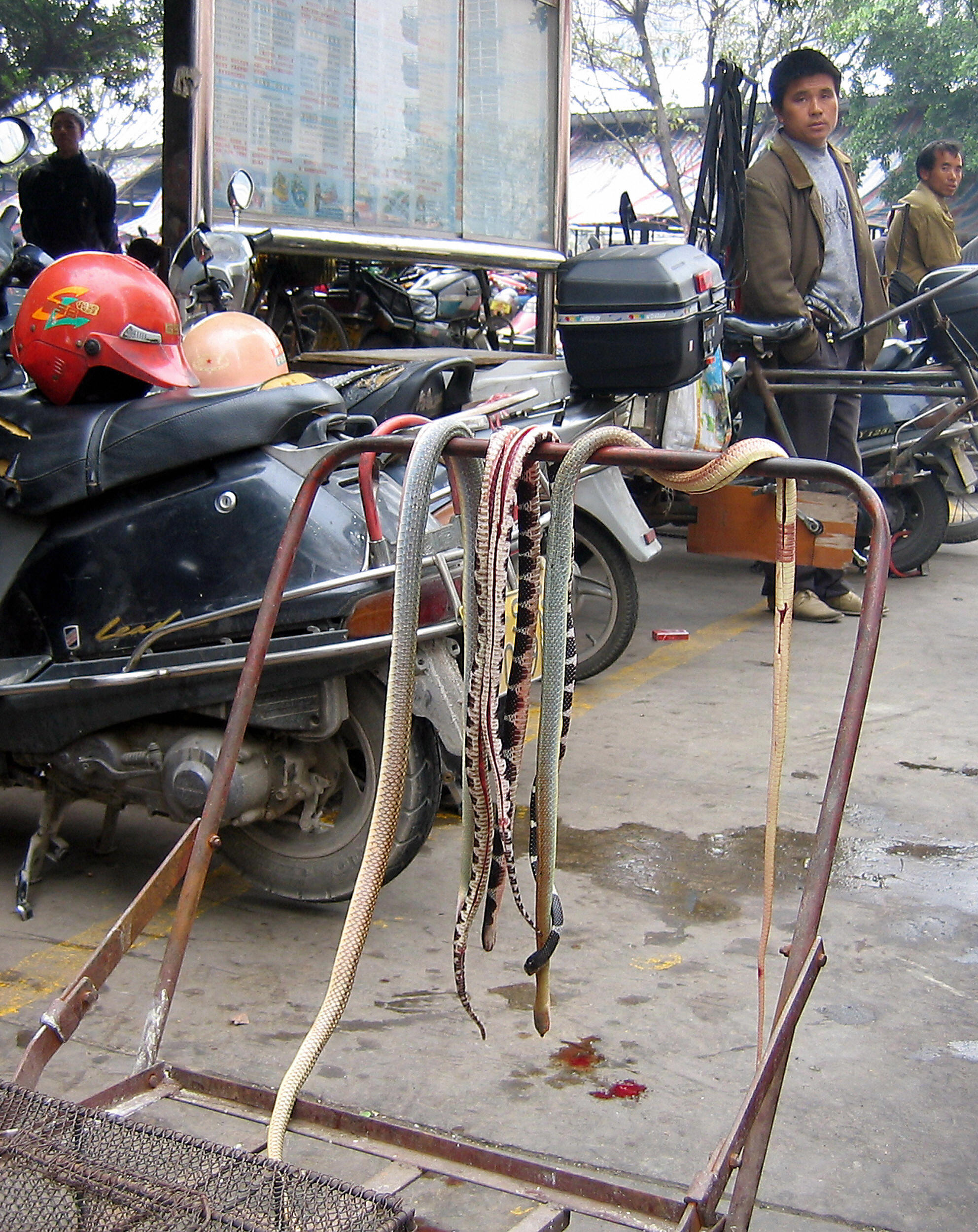  Various type of snakes hang from a push-cart at the Xi Cun meat market in Dongguan, southern China's Guangdong province 23 January 2005. (ROBERT J.SAIGET/AFP via Getty Images)