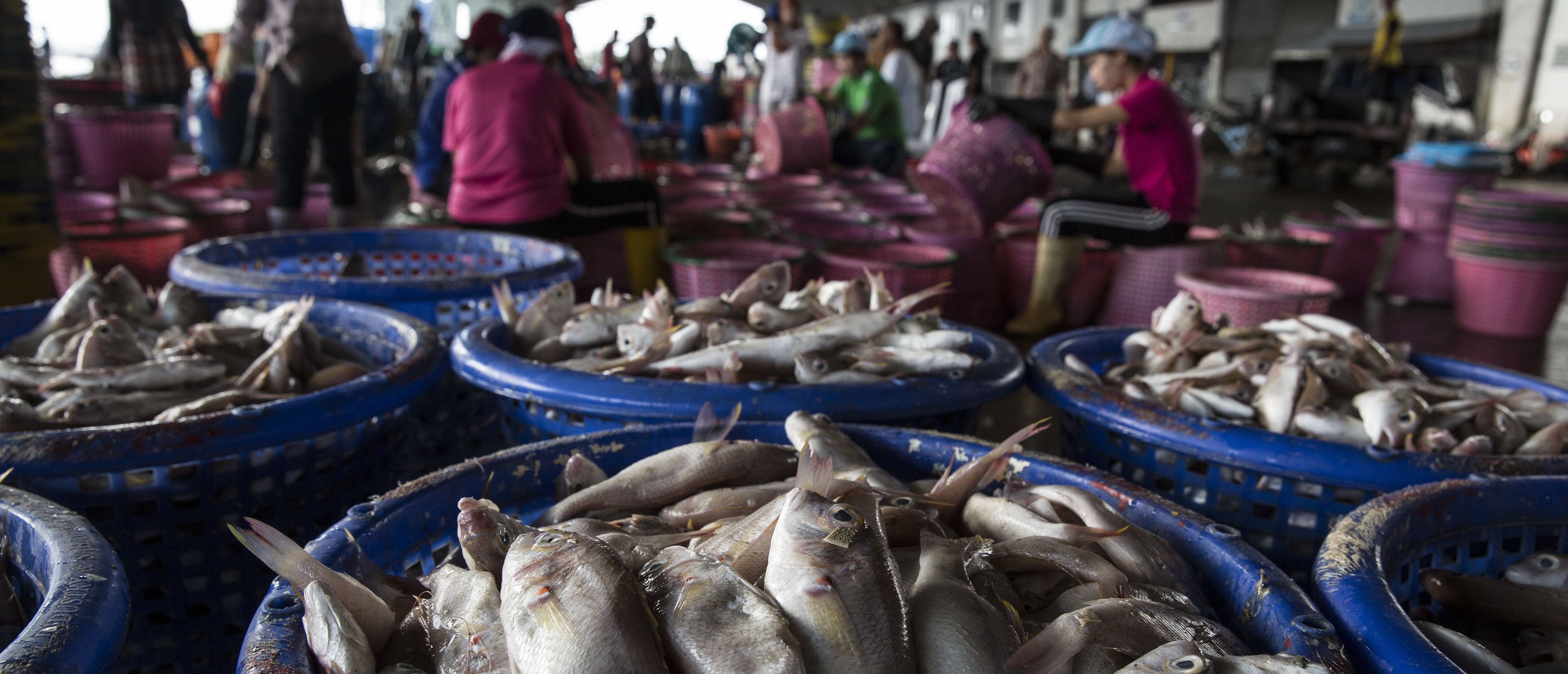 SONGKHLA, THAILAND - FEBRUARY 1: Fresh fish is ready to be sorted after it was unloaded from a fishing boat at the port in Songkhla on February 1, 2016. Around 100 people have been arrested by authorities in a recent crackdown on abuses involving Thailand's multi-billion dollar seafood industry. The deep-rooted problem caused the huge global brand, Nestle in 2015 to admit that it had discovered clear evidence of slavery at sea in parts of the Thai supply chain. Thailand is the world's third largest exporter of seafood. (Photo by Paula Bronstein/ Getty Images )
