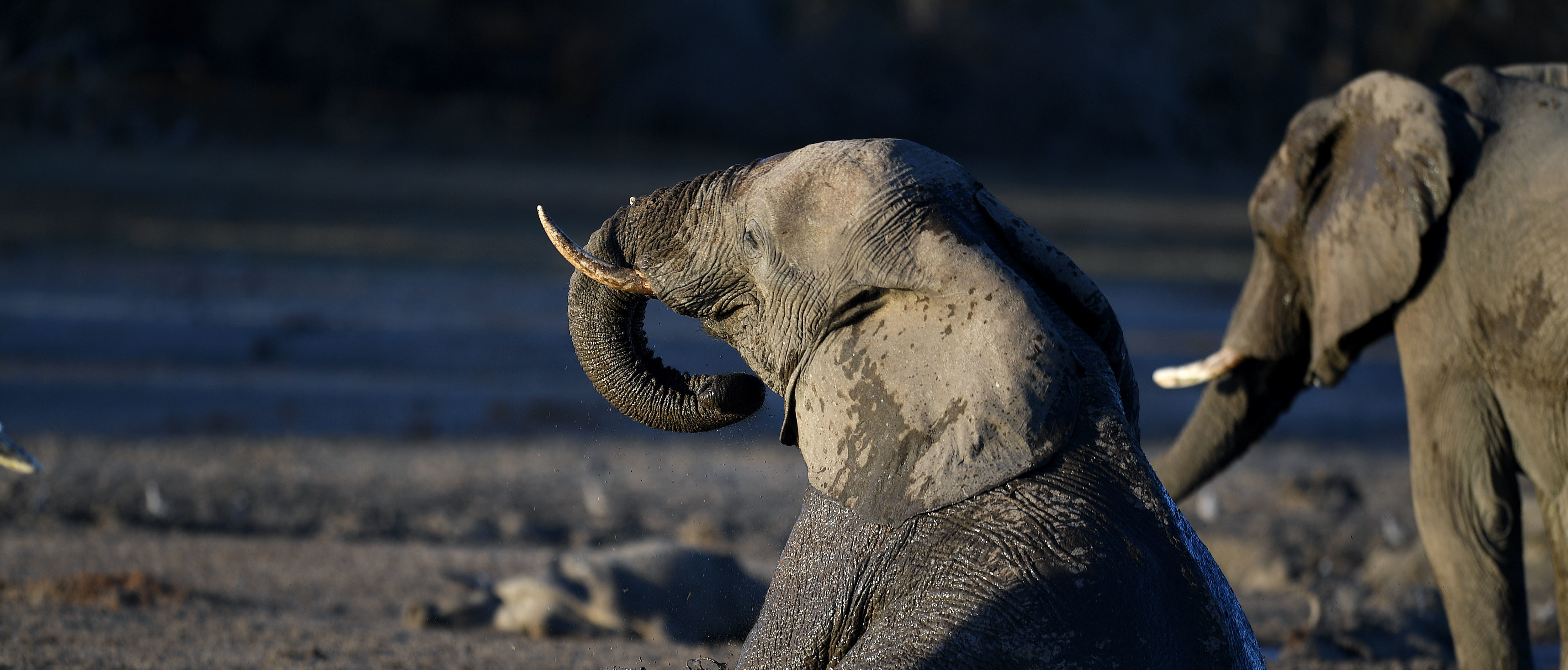 REPORT: Hundreds Of Elephants Die In Botswana ‘Conservation Disaster