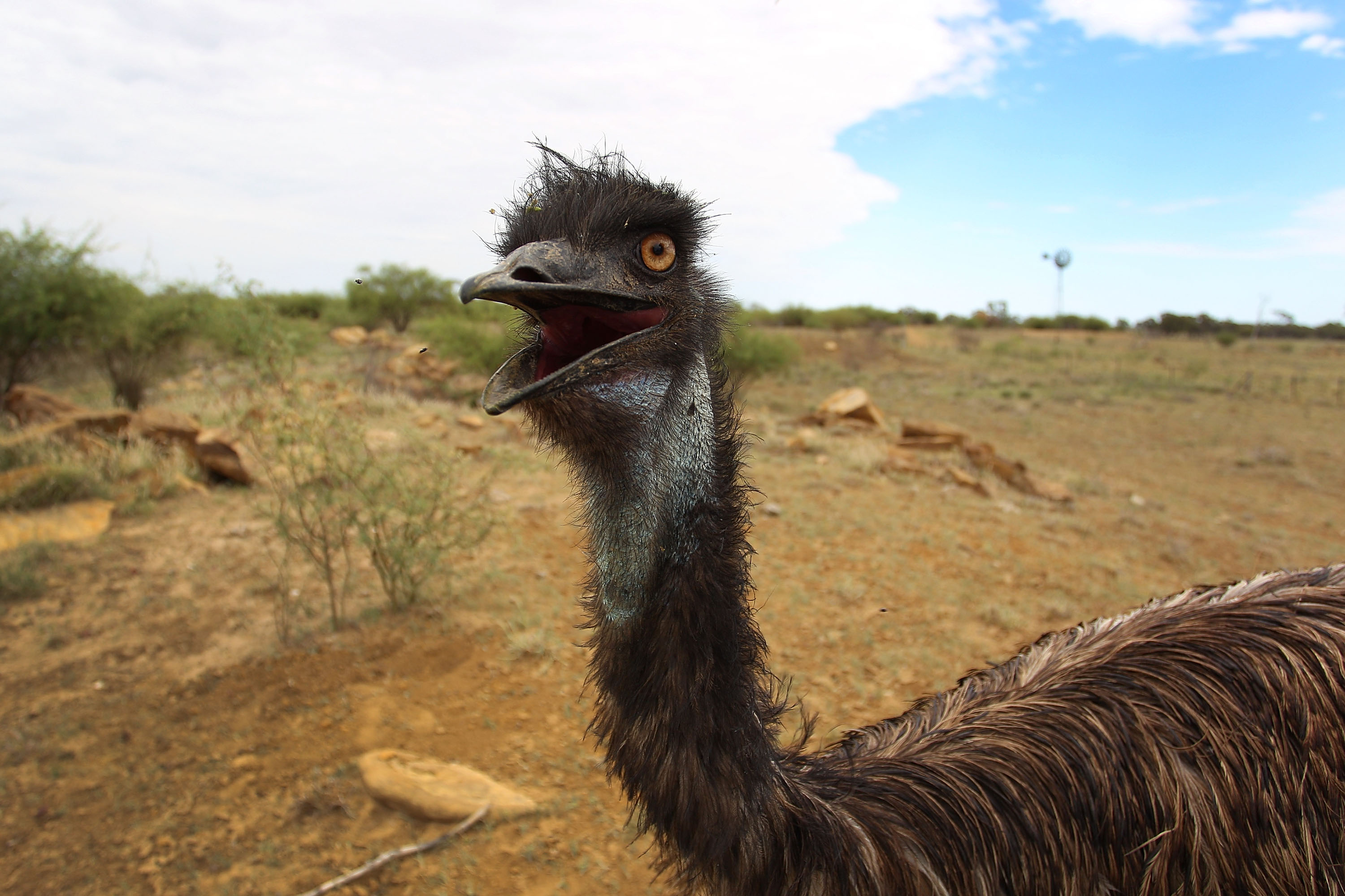 A emu fondly named 'Stan' is seen during a water run, abandoned just after hatching he was found while mustering on a neighbouring property and was raised and now released by the Walkers onto 'Rio Station' on March 19, 2014 in Longreach, Australia. Queensland, Australia's second-largest state, is currently suffering from its widest spread drought on record. Almost 80% of the region is now declared affected. The Australian government recently approved an emergency drought relief package of A$320m, of which at least A$280m is allocated for loans to assist eligible farm businesses to recover. (Photo by Lisa Maree Williams/Getty Images)