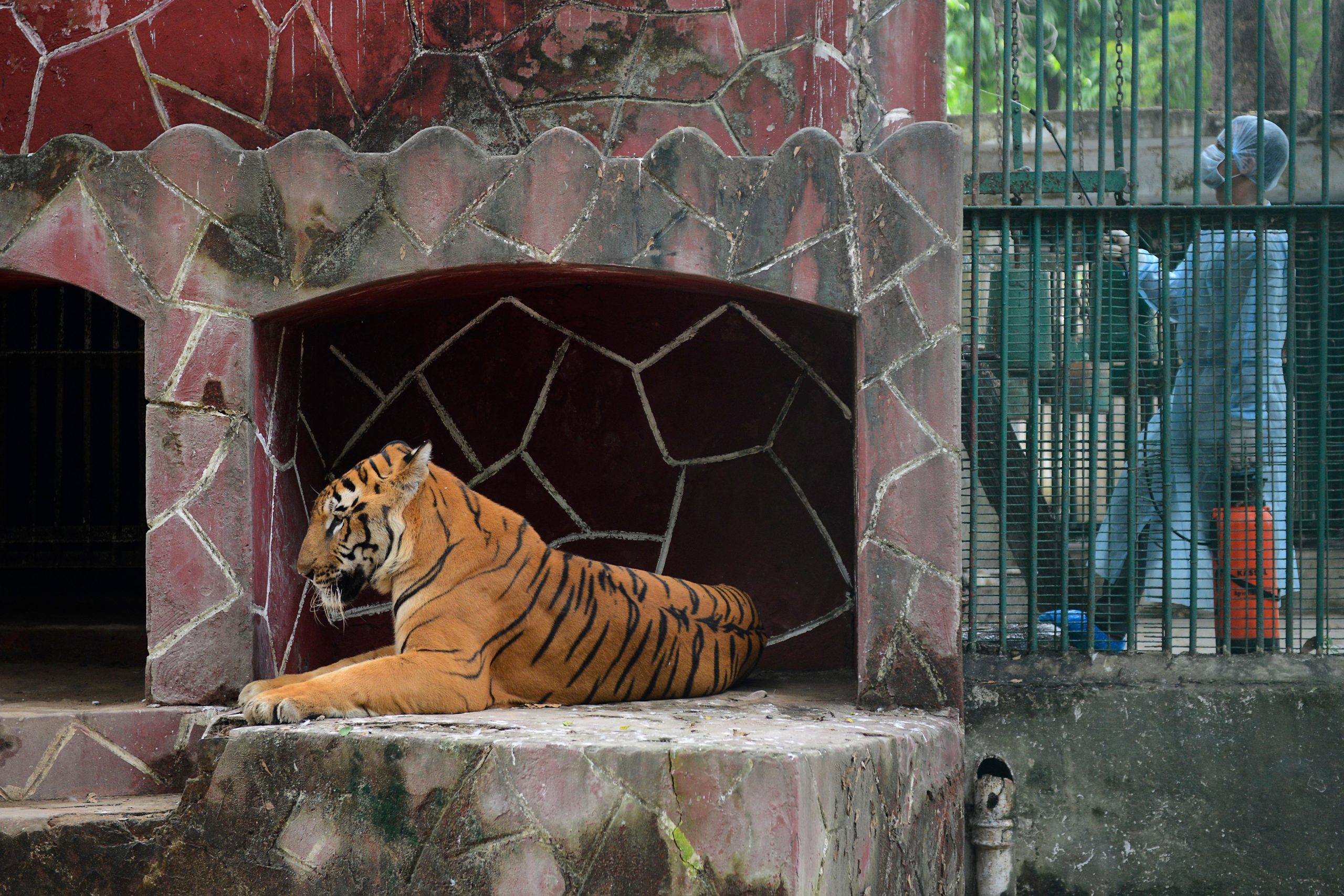 A Royal Bengal tiger rests as a health worker wearing Personal Protective Equipments (PPE) suit (R) sprays disinfectants at the Kamla Nehru Zoological Garden in Ahmedabad on September 11, 2020. (Photo by SAM PANTHAKY / AFP) (Photo by SAM PANTHAKY/AFP via Getty Images)