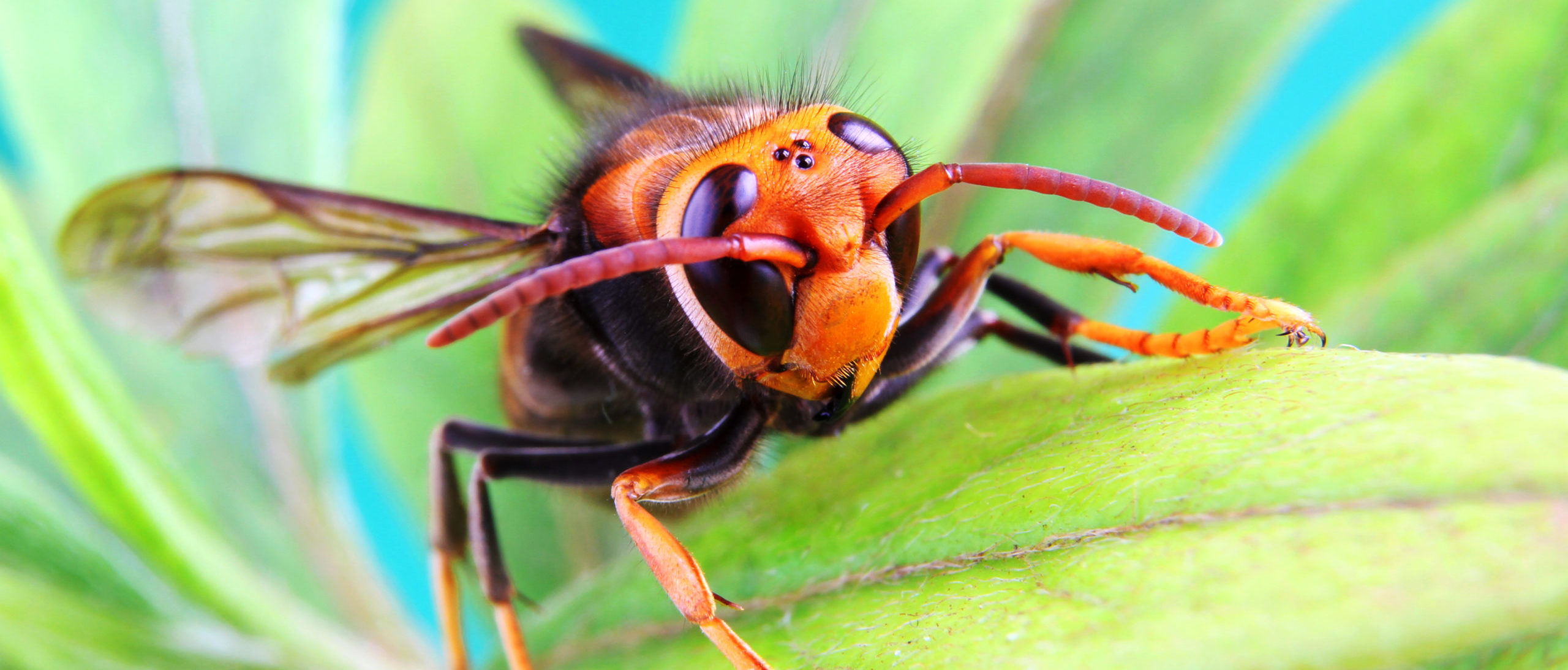 Beekeeper Reportedly Dumps Nest With 1,500 Asian Hornets Outside Town ...