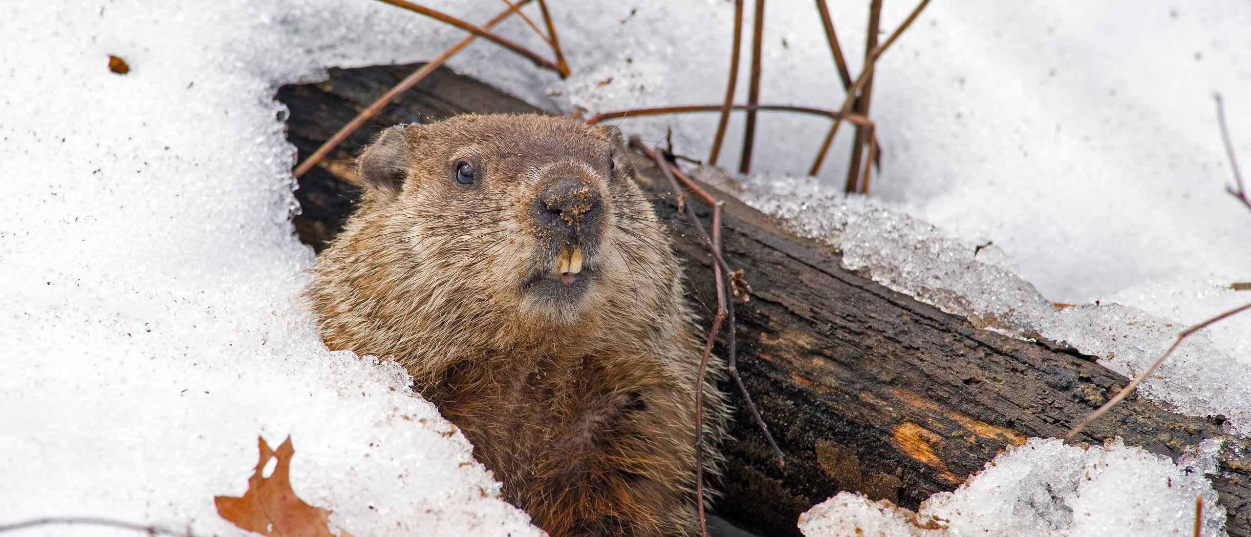 Punxsutawney Announces Extraordinary Measure For Famous Groundhog Day