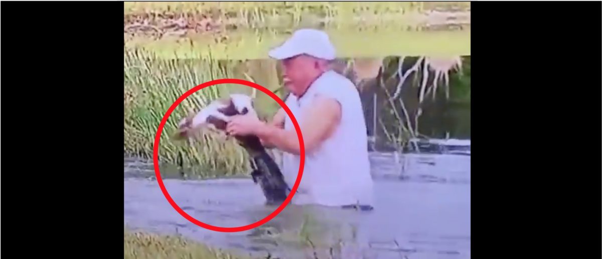 Man Saves His Dog From An Alligator In Incredible Viral Video  The