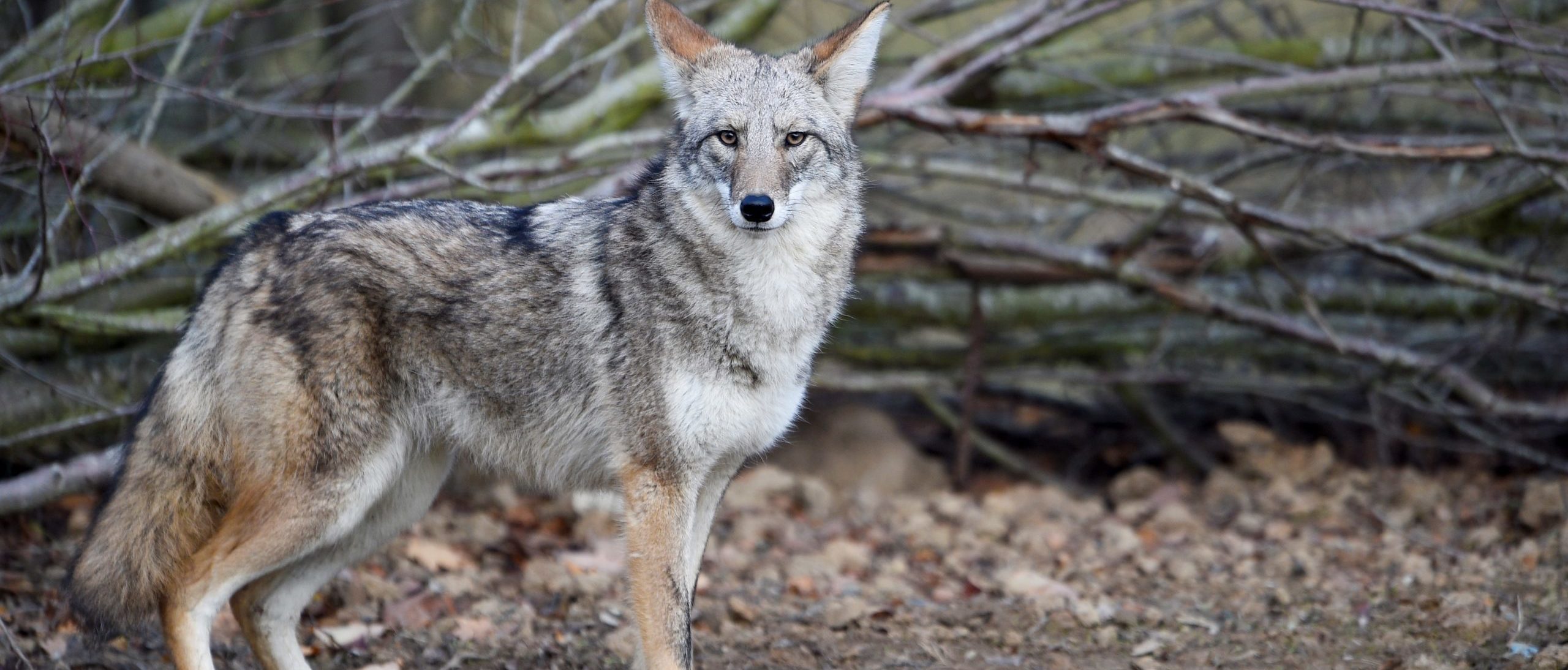 REPORT: Authorities Hunting ‘Aggressive’ Coyote That Has Attacked ...