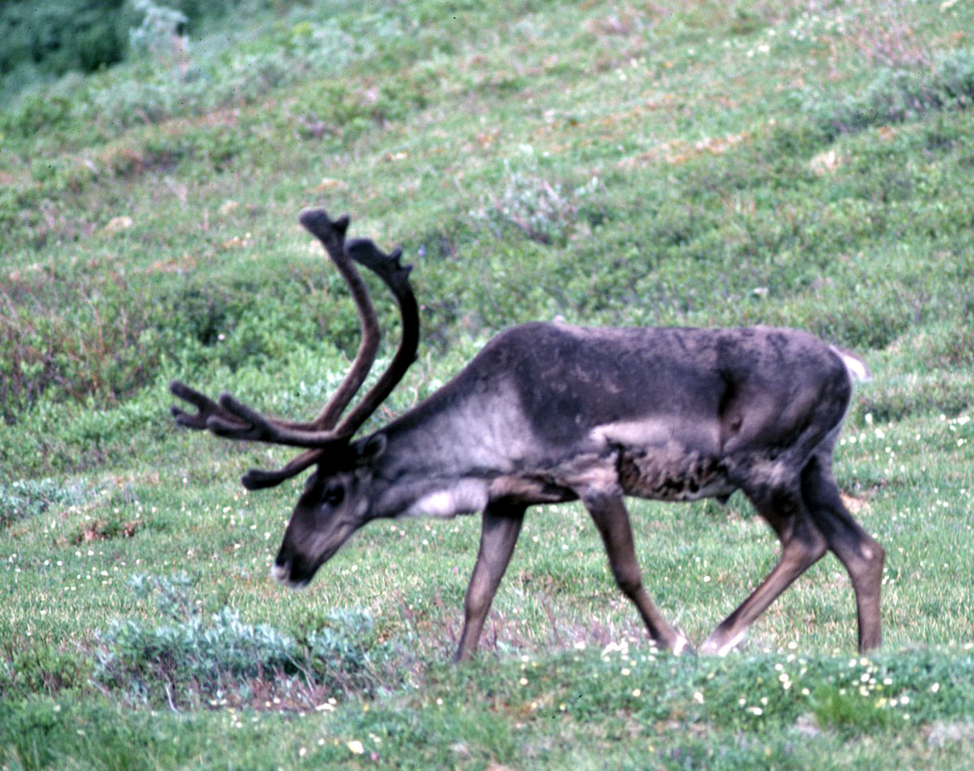 392886 05: This undated photo shows a bull caribou in the Arctic National Wildlife Refuge in Alaska. The Bush administration''s controversial plan to open the refuge to oil drilling was approved by the House of Representatives on August 2, 2001, but it faces a tough battle in the Democrat-controlled Senate. (Photo by US Fish and Wildlife Service/Getty Images)