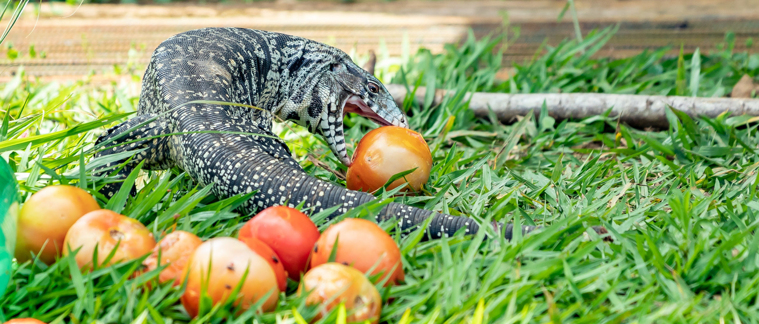 US Combating Invasive Species Of Lizard That Grows Up To Four Feet