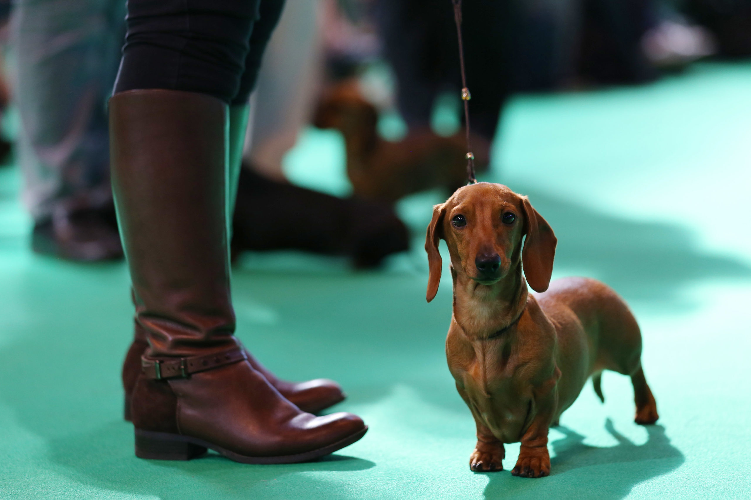BIRMINGHAM, ENGLAND - MARCH 07: Dachshund hounds are judged in a show ring on the second day of the Crufts dog show at the NEC on March 7, 2014 in Birmingham, England. Said to be the largest show of its kind in the world, the annual four-day event, features thousands of dogs, with competitors travelling from countries across the globe to take part. Crufts, which was first held in 1891 and sees thousands of dogs vie for the coveted title of 'Best in Show'. (Photo by Matt Cardy/Getty Images)