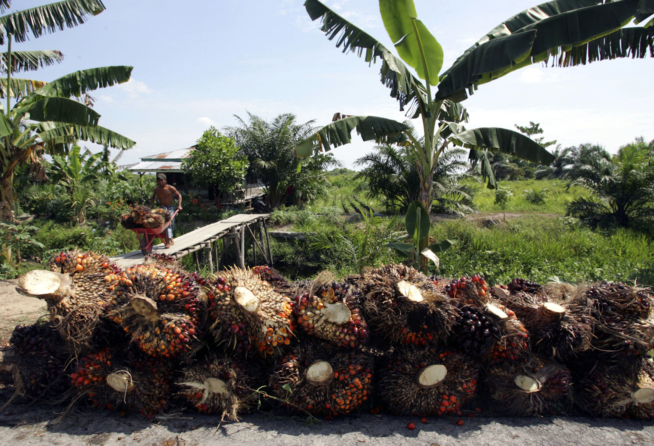 Seeds of palm oil are harvested at a plantation in Indonesia. (Dimas Ardian/Getty Images)