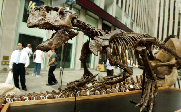 NEW YORK - JUNE 16: Onlookers view a Psittacosaurus skeleton outside the Fox studios which will be auctioned along with other dinosaur fossils and pre-historic creatures by Guernsey's Auction House June 16, 2004 in New York City. The various fossils and bones will be auctioned June 24 in New York City's Park Avenue Armory. (Photo by Mario Tama/Getty Images)