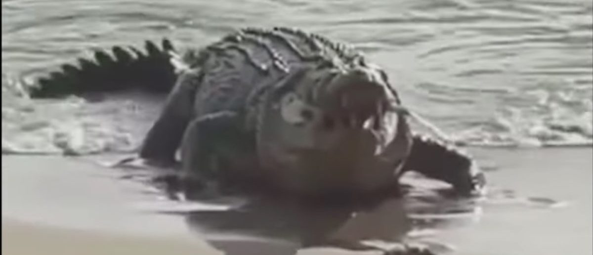 Massive crocodile eats sharks in incredible viral video