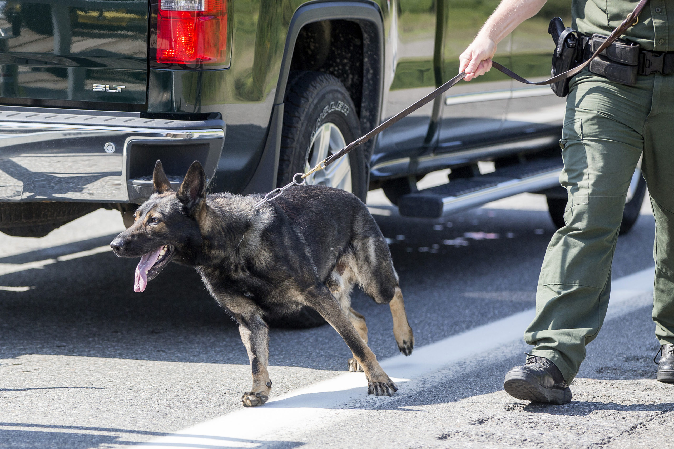 WEST ENFIELD, ME - AUGUST 01: A U.S. Border Patrol agent uses his K9 to look for drugs and hidden people at a highway checkpoint on August 1, 2018 in West Enfield, Maine. The checkpoint took place approximately 80 miles from the US/Canada border. (Photo by Scott Eisen/Getty Images)