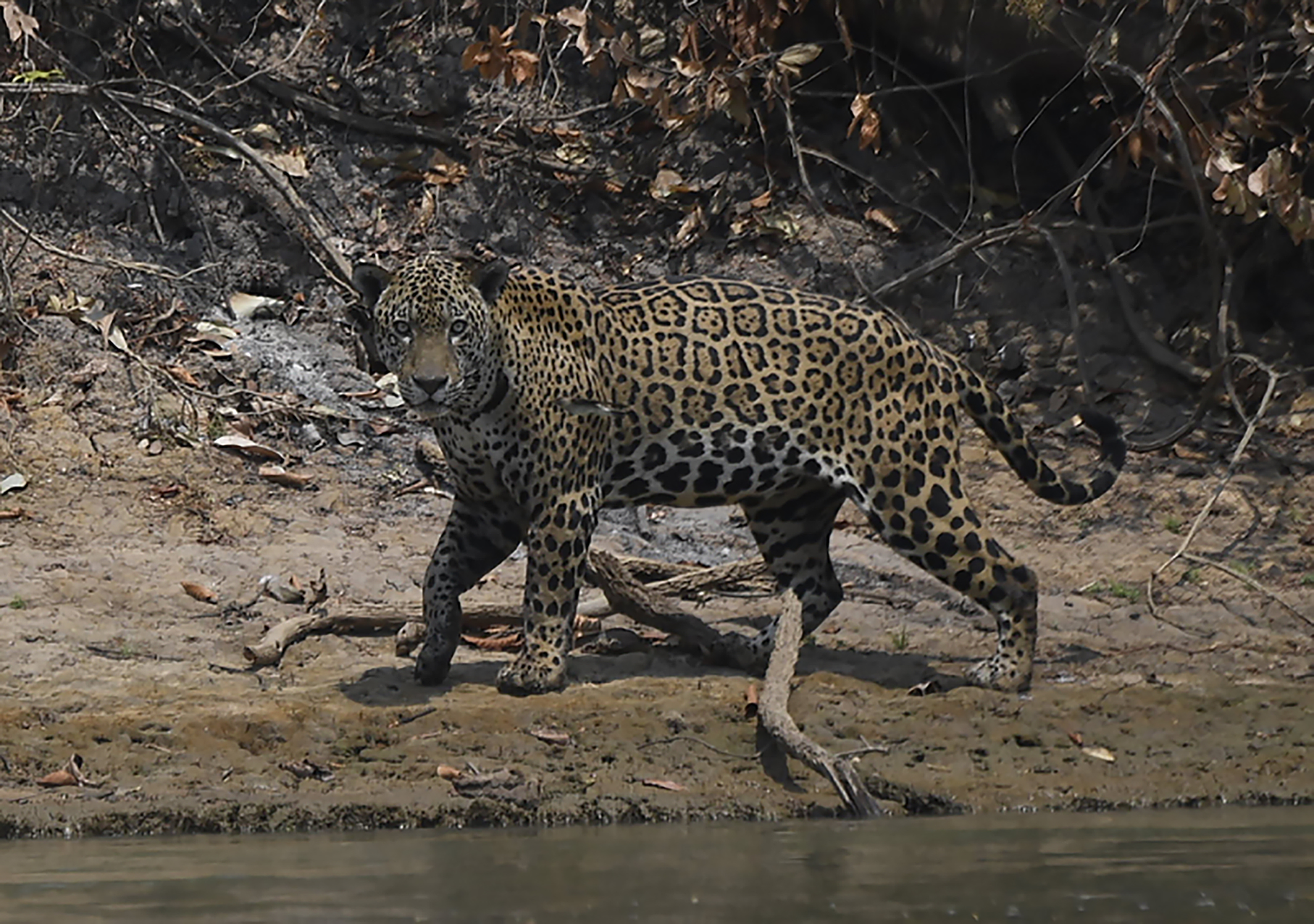 An injured adult male jaguar walks along the bank of a river at the Encontros das Aguas Park, in the Porto Jofre region of the Pantanal, near the Transpantaneira park road which crosses the world's largest tropical wetland, in Mato Grosso State, Brazil, on September 15, 2020. - The Pantanal, a region famous for its wildlife, is suffering its worst fires in more than 47 years, destroying vast areas of vegetation and causing death of animals caught in the fire or smoke. (Photo by Mauro PIMENTEL / AFP) (Photo by MAURO PIMENTEL/AFP via Getty Images)