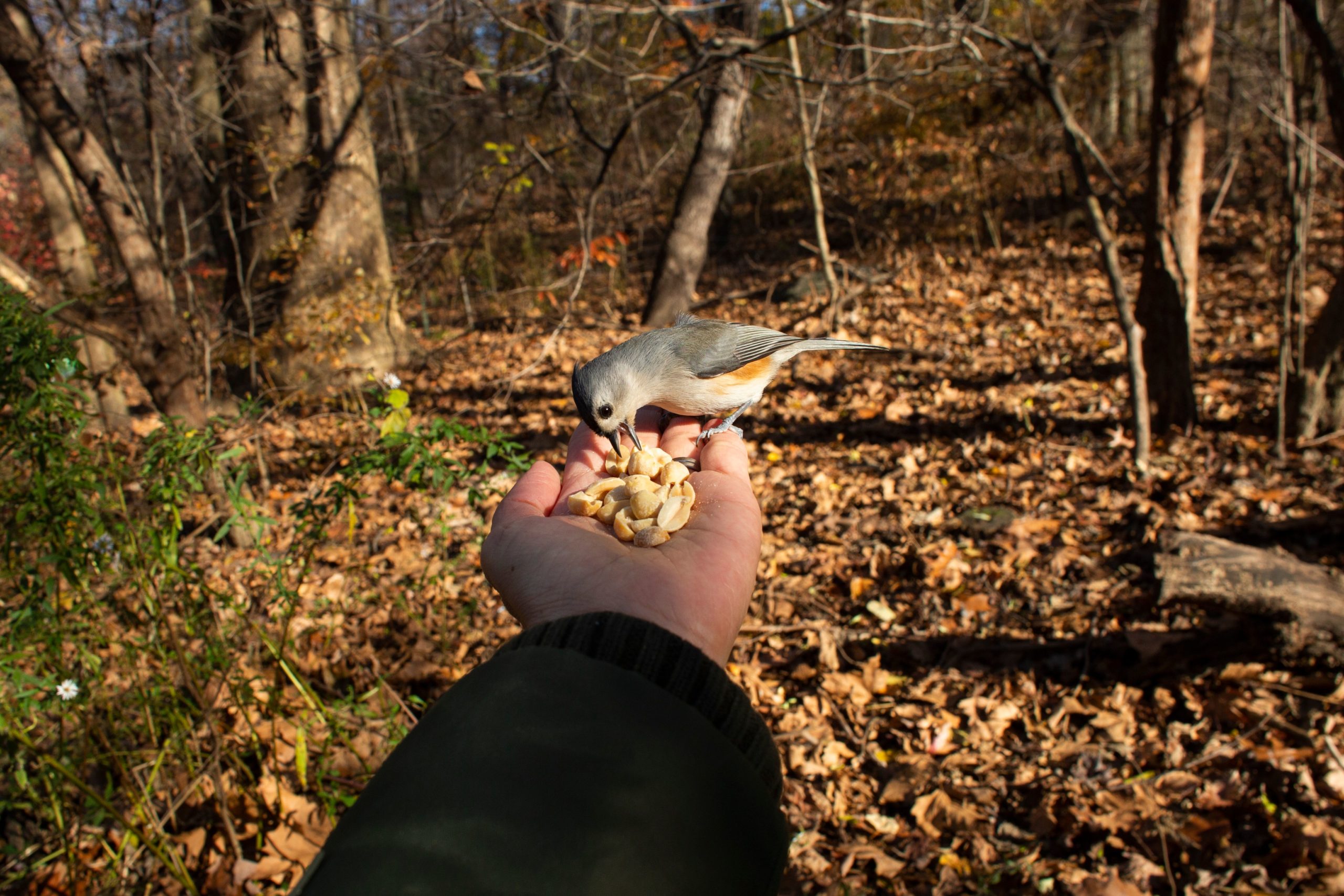 A photographer feeds a Tufted Titmouse bird during a tour in Central Park, New York on Nov. 29. (Kena Betancur/AFP via Getty Images)