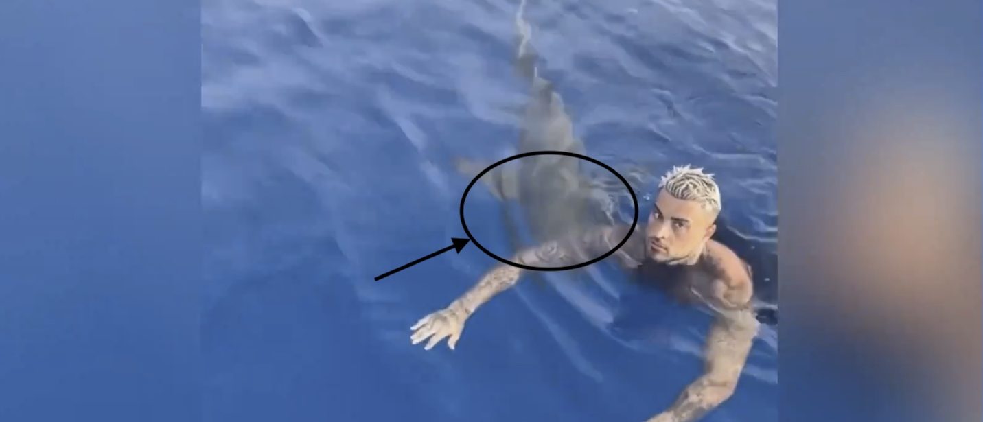 Watch this artist’s terror reaction when a shark swims under him