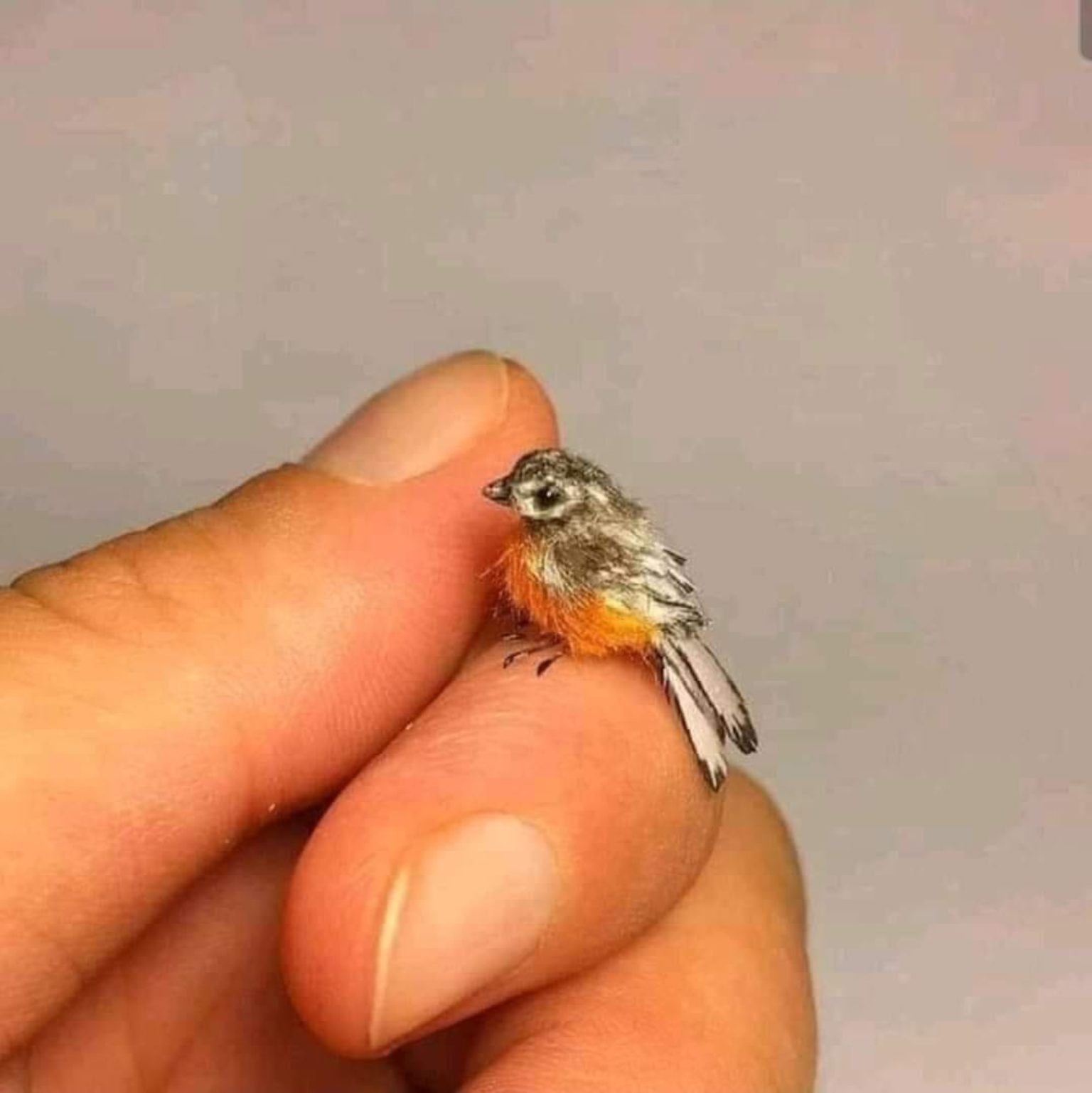 Колибри Пчелка самая маленькая птица в мире