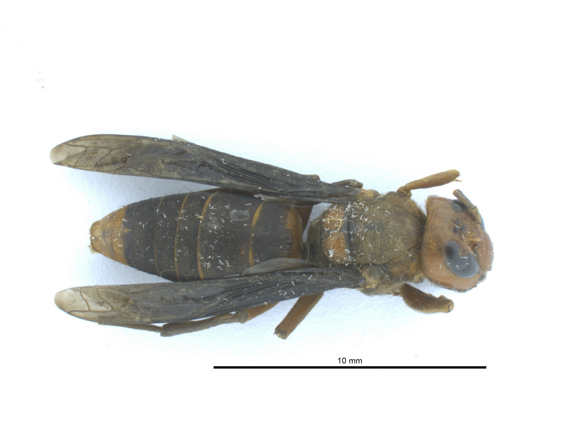 The Asian giant hornet that was found by Washington State investigators on June 8, 2021 (Washington State Department of Agriculture)