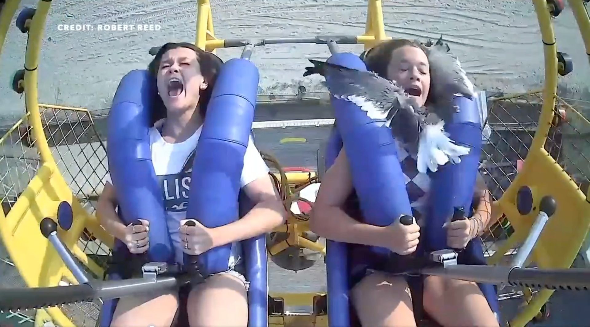 Seagull flies face first into girl on ride at New Jersey amusement park. (Screenshot/Twitter/Public — User: @barstoolsports)