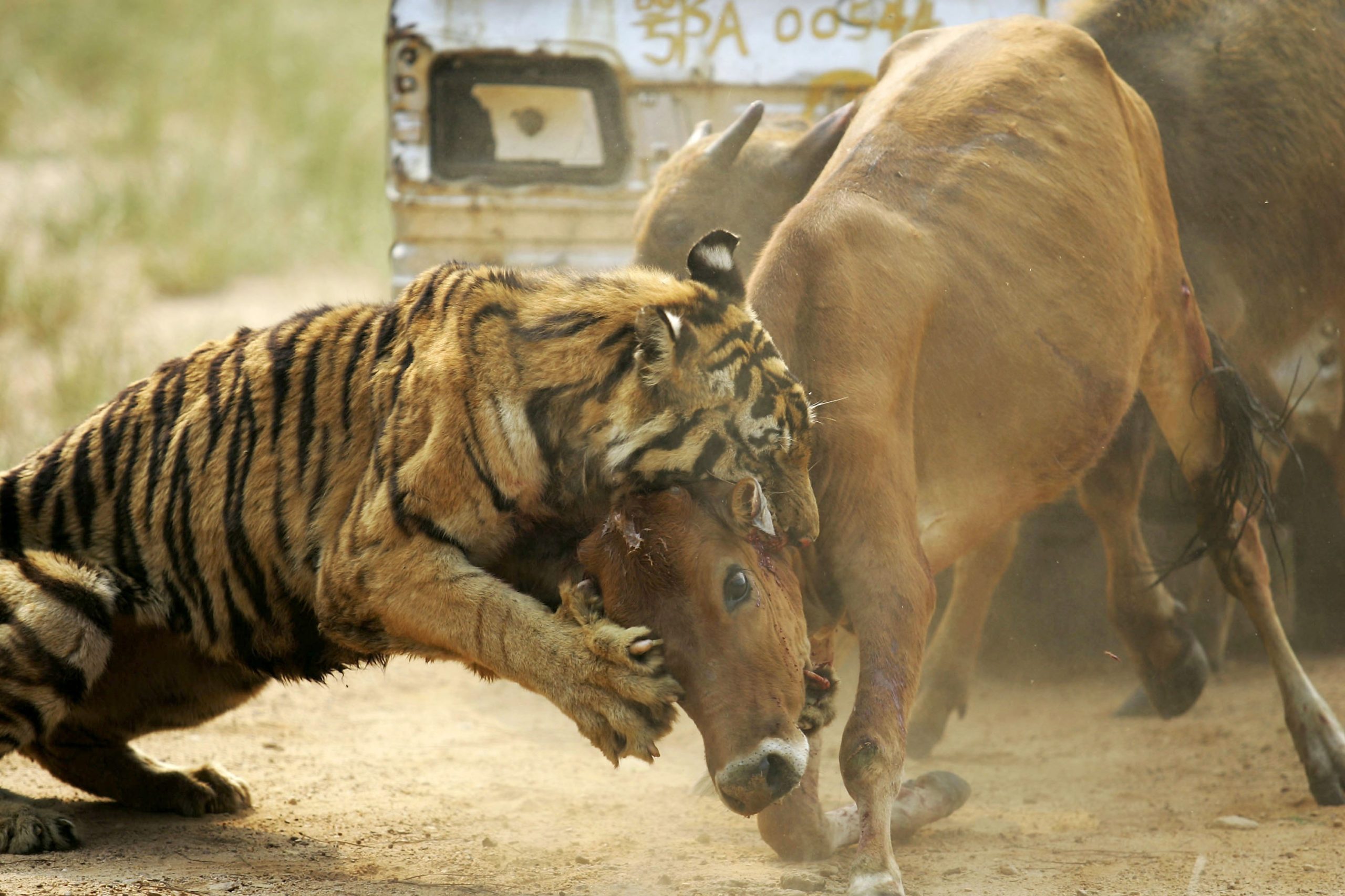 A tiger attacks a cow at the Wuhan Forest Safari Park on August 23, 2006 in Wuhan of Hubei Province, China. (Photo by China Photos/Getty Images)
