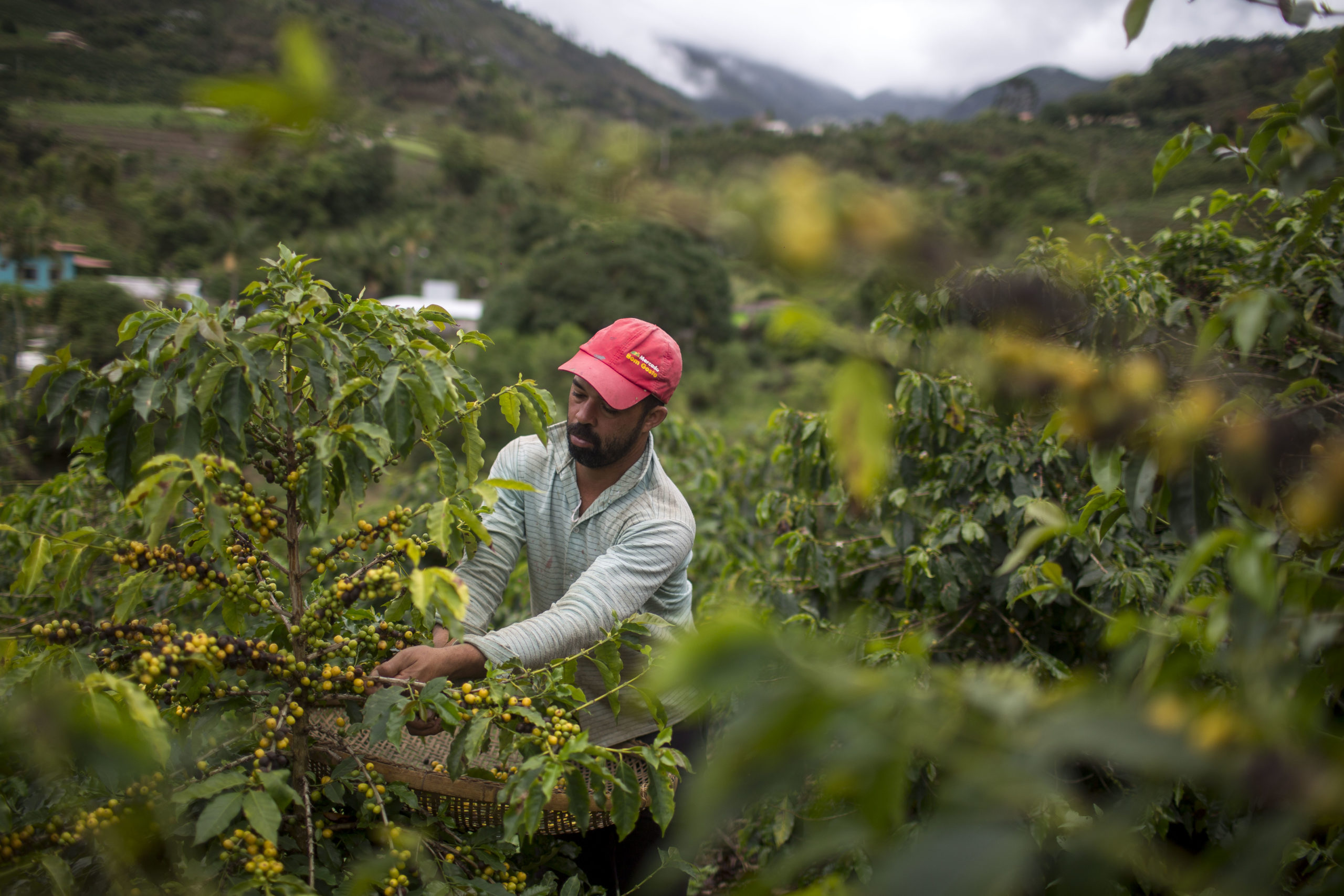 Farmer Joao Paulo Rodrigo, 33, picks coffee beans on his family farm in Forquilha do Rio, municipality of Dores do Rio Preto, Espirito Santo, Brazil, on November 23, 2017. 