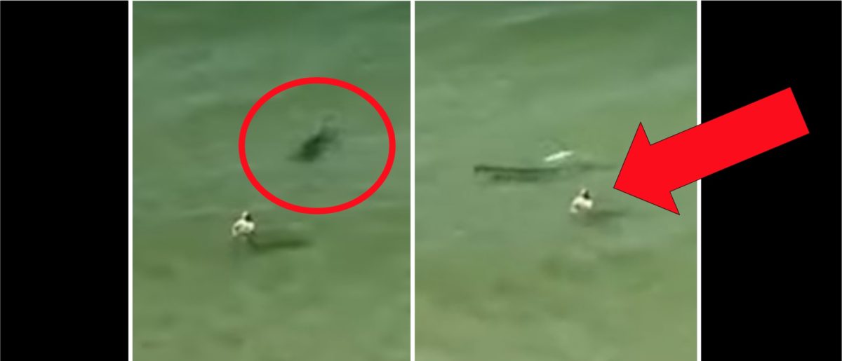 Shark Charges Towards A Person In Terrifying Viral Video | The Daily Caller
