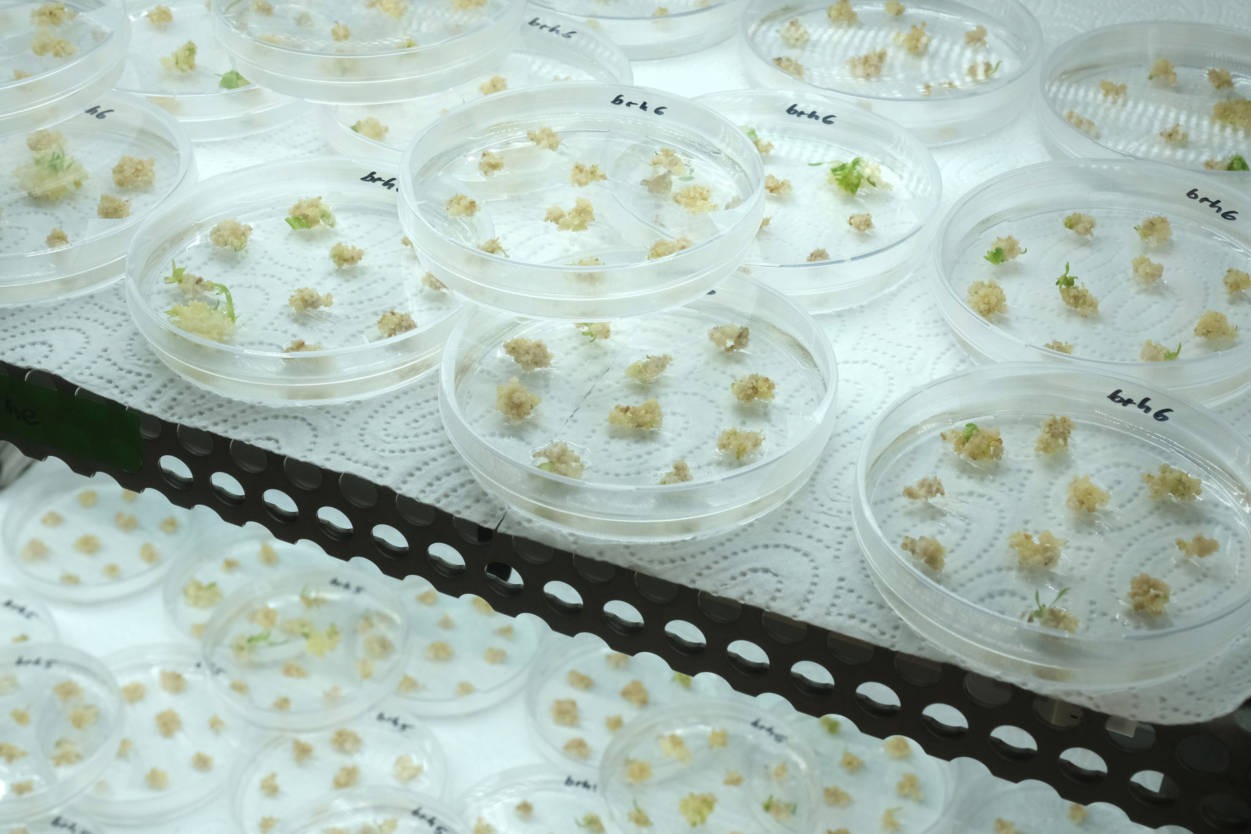Petri dishes containing sprouting barley embryos that have received spliced genetic material derived through the CRISPR-Cas9 editing process. (Photo by Sean Gallup/Getty Images)