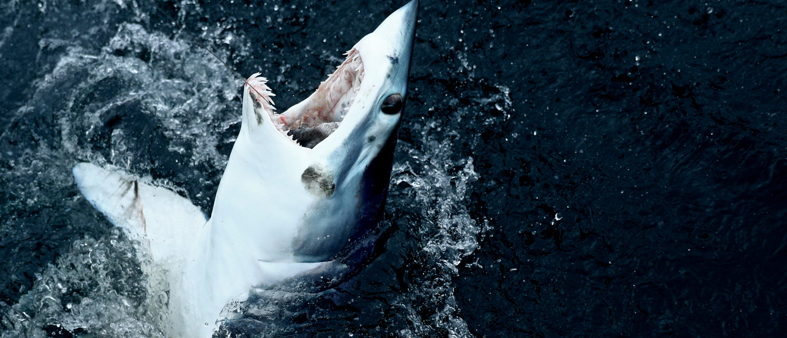 Officials Launch New Warning System After Record Number Of Shark