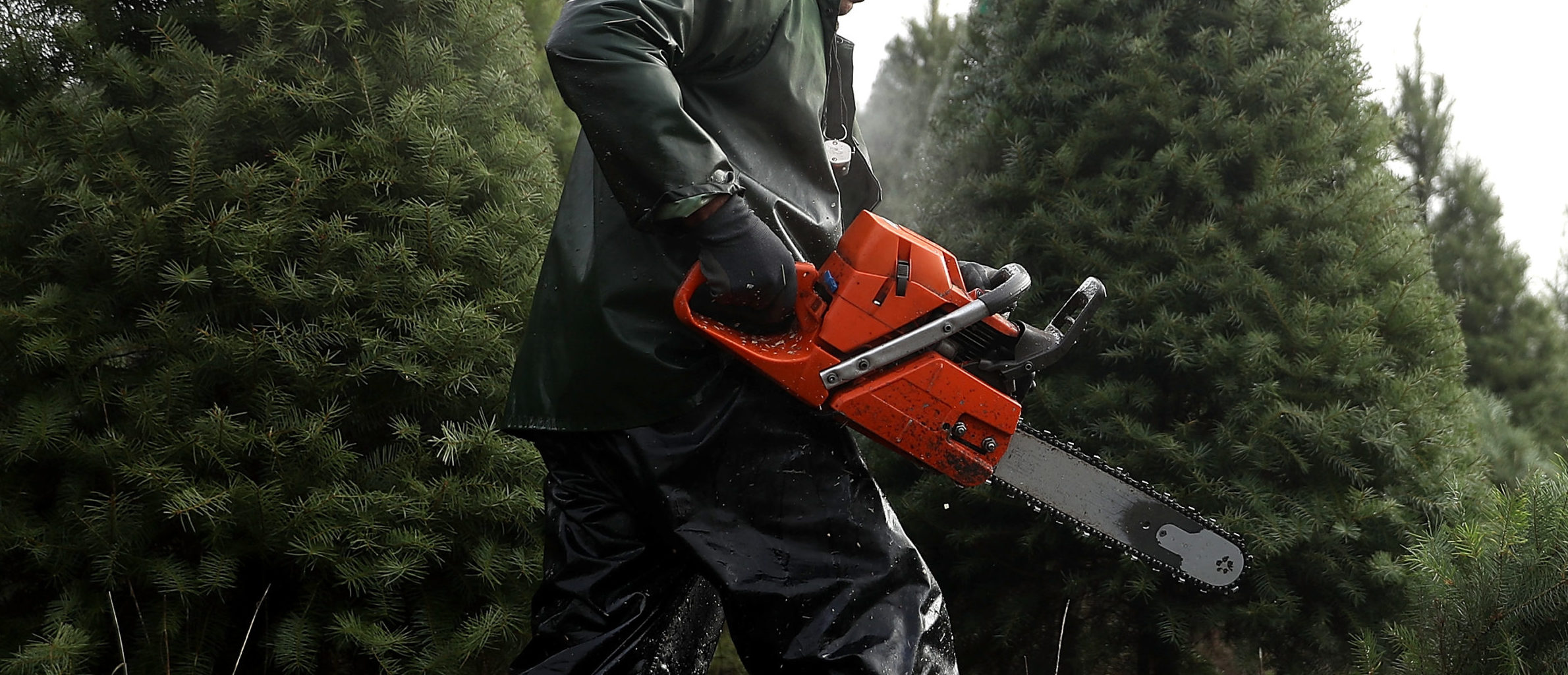 MONROE, OR - NOVEMBER 18: Workers use chainsaws to cut down Douglas Fir Christmas trees at the Holiday Tree Farms on November 18, 2017 in Monroe, Oregon. The Christmas tree harvest is underway at Holiday Tree Farms, the biggest grower of holiday trees in the United States, as workers harvest and ship an estimated one million trees ahead of the Christmas holiday. (Photo by Justin Sullivan/Getty Images)