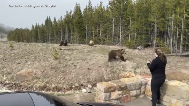 An Illinois woman, pictured near bear and her cubs , is facing federal charges for approaching wildlife at Yellowstone National Park.
