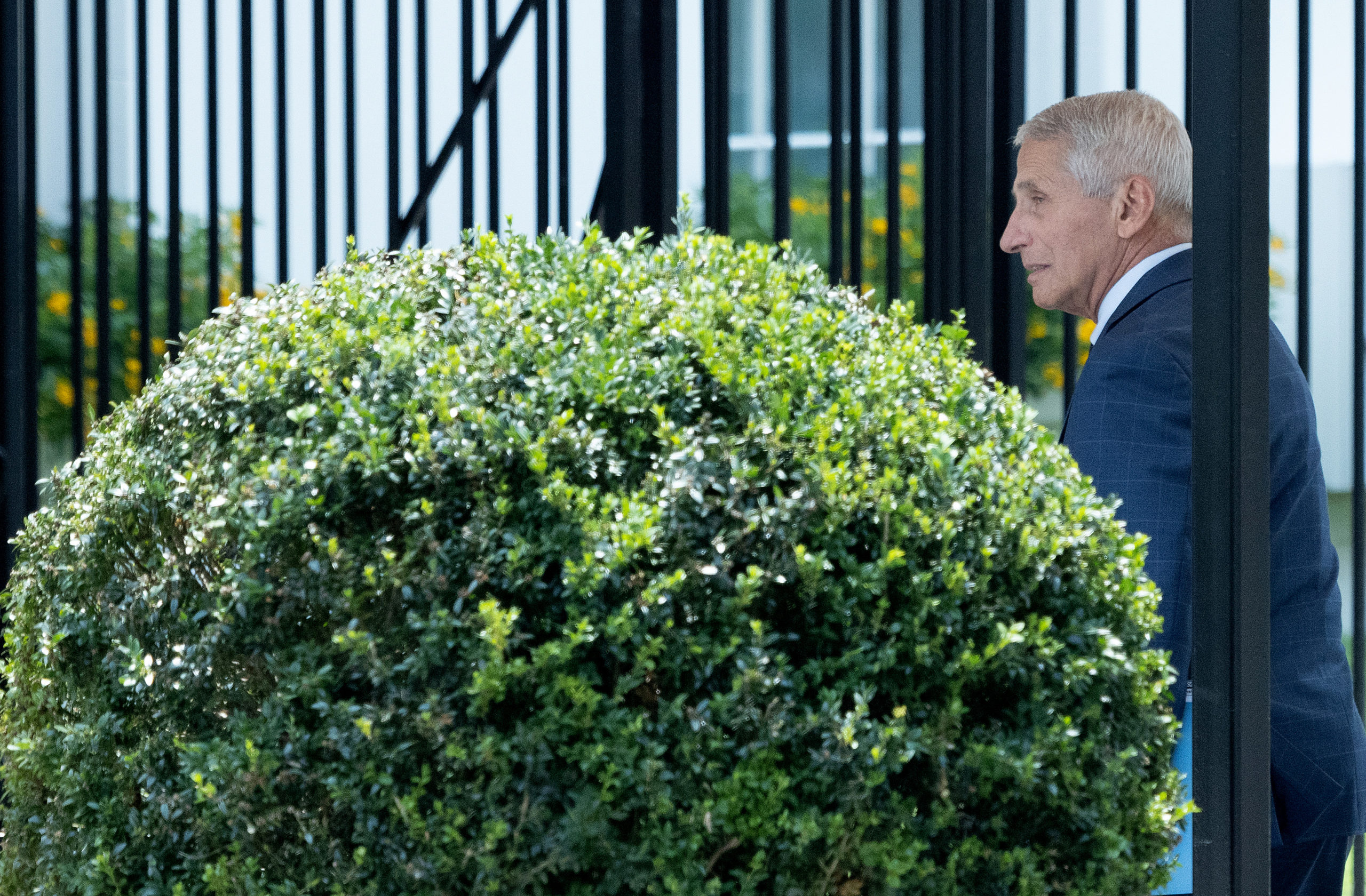 WASHINGTON, DC - JULY 22: Dr. Anthony Fauci, chief medical advisor to the President, arrives at the White House on July 22, 2021 in Washington, DC. The United States continues to see an increase in COVID-19 cases as the Delta variant accounts for a larger share of new cases. (Photo by Win McNamee/Getty Images)