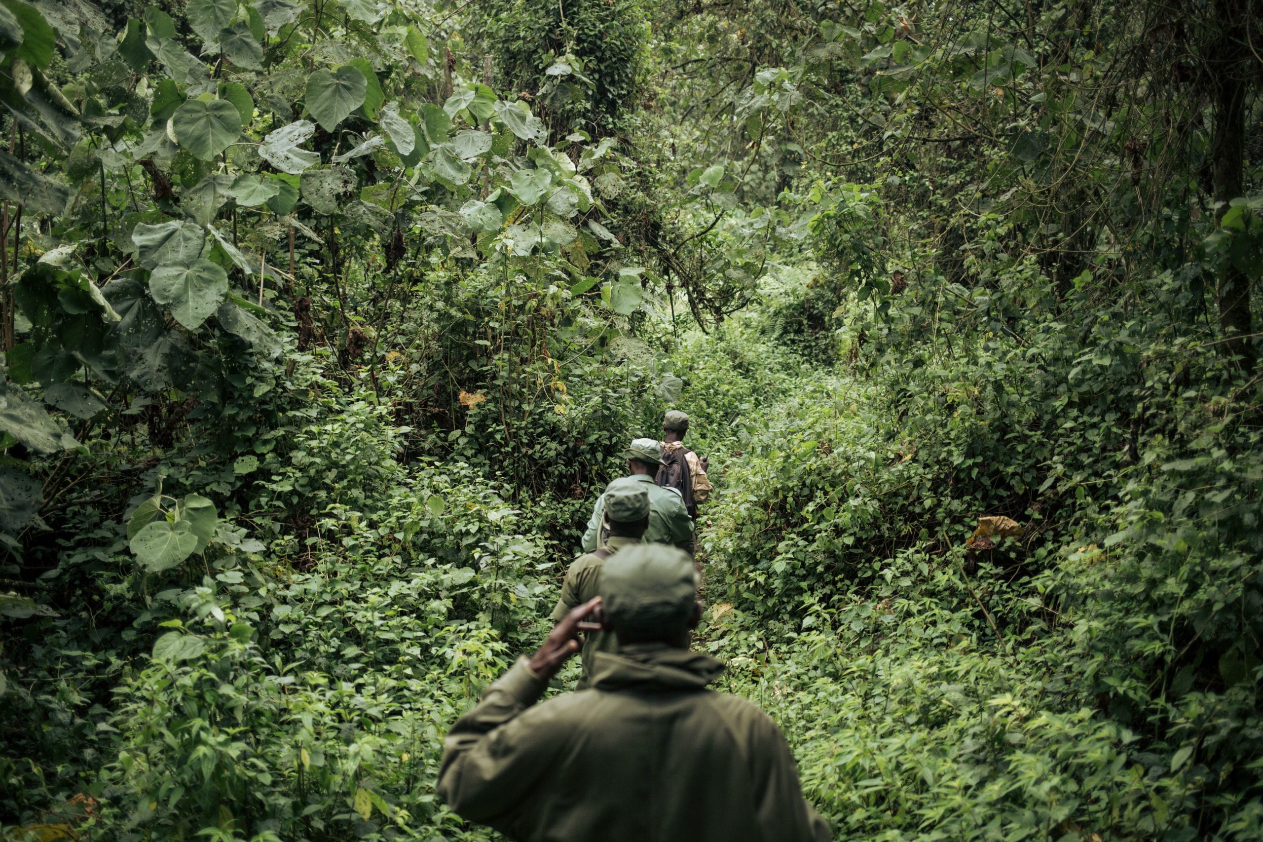 Rangers from Kahuzi-Biega National Park in northeastern Democratic Republic of Congo walk through the forest sheltering the critically endangered gorillas on Sept. 30, 2019. (Alexis Huguet/AFP via Getty Images)