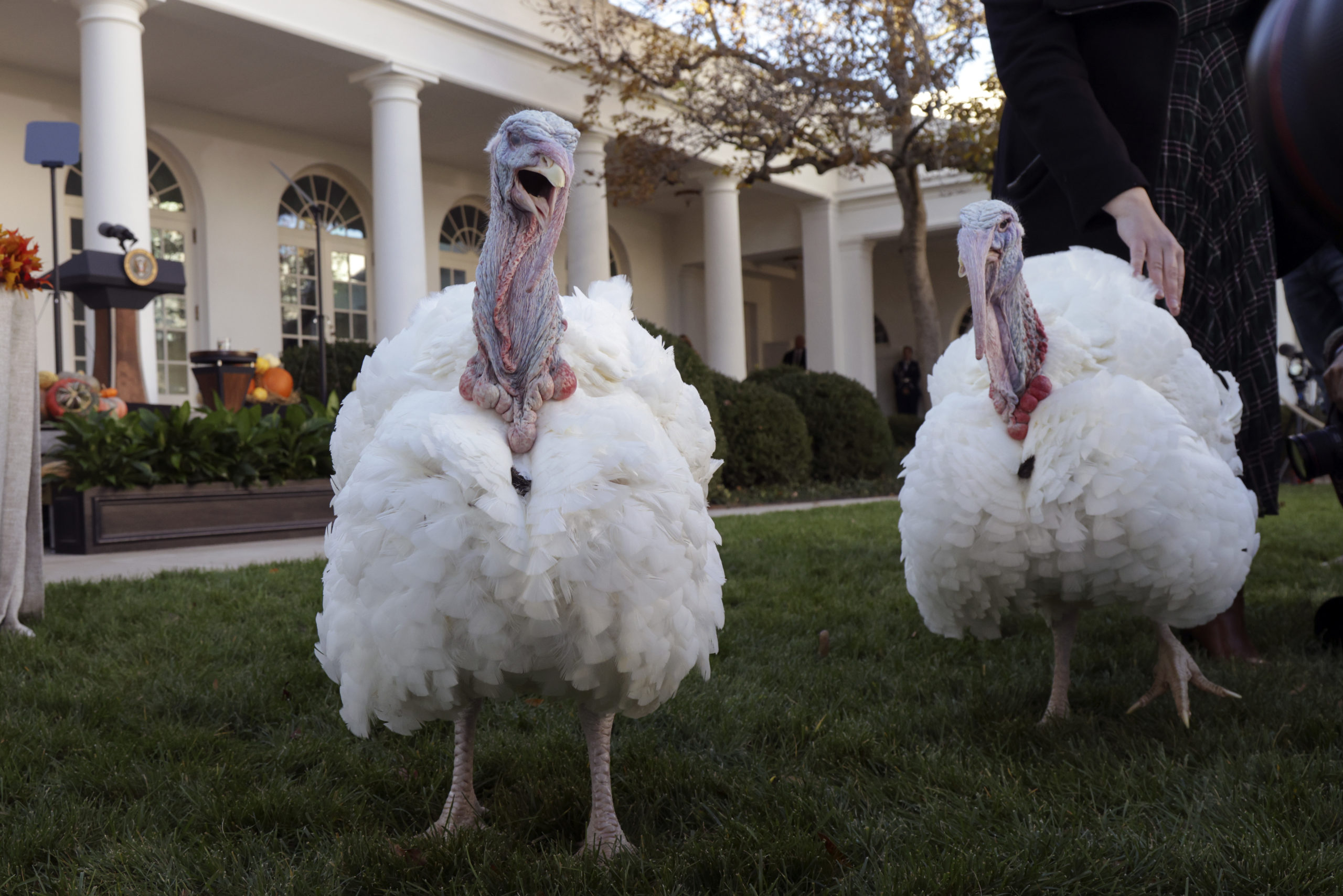 Biden-Turkey-Pardon-Peanut-Butter-And-Jelly-Thanksgiving