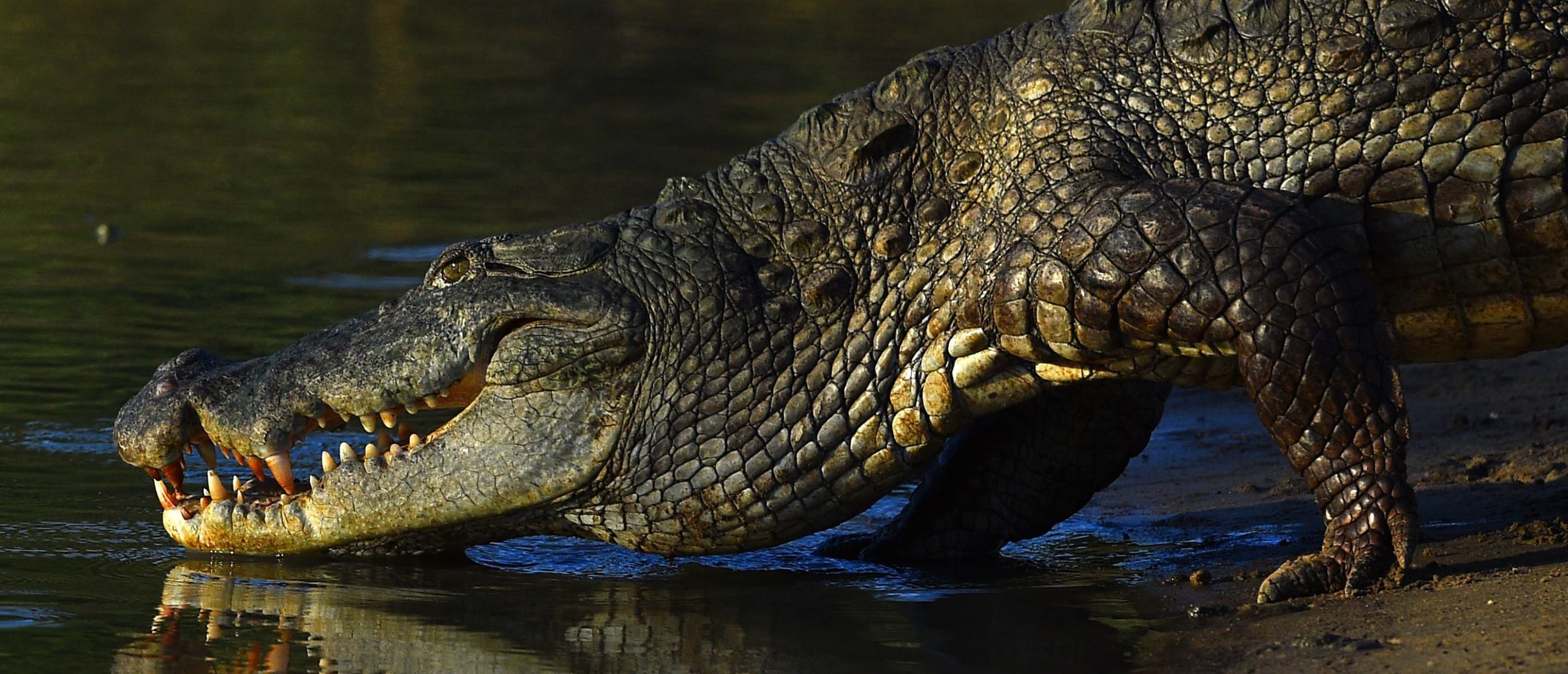 teenager-goes-whitewater-rafting-gets-brutally-mauled-by-crocodile