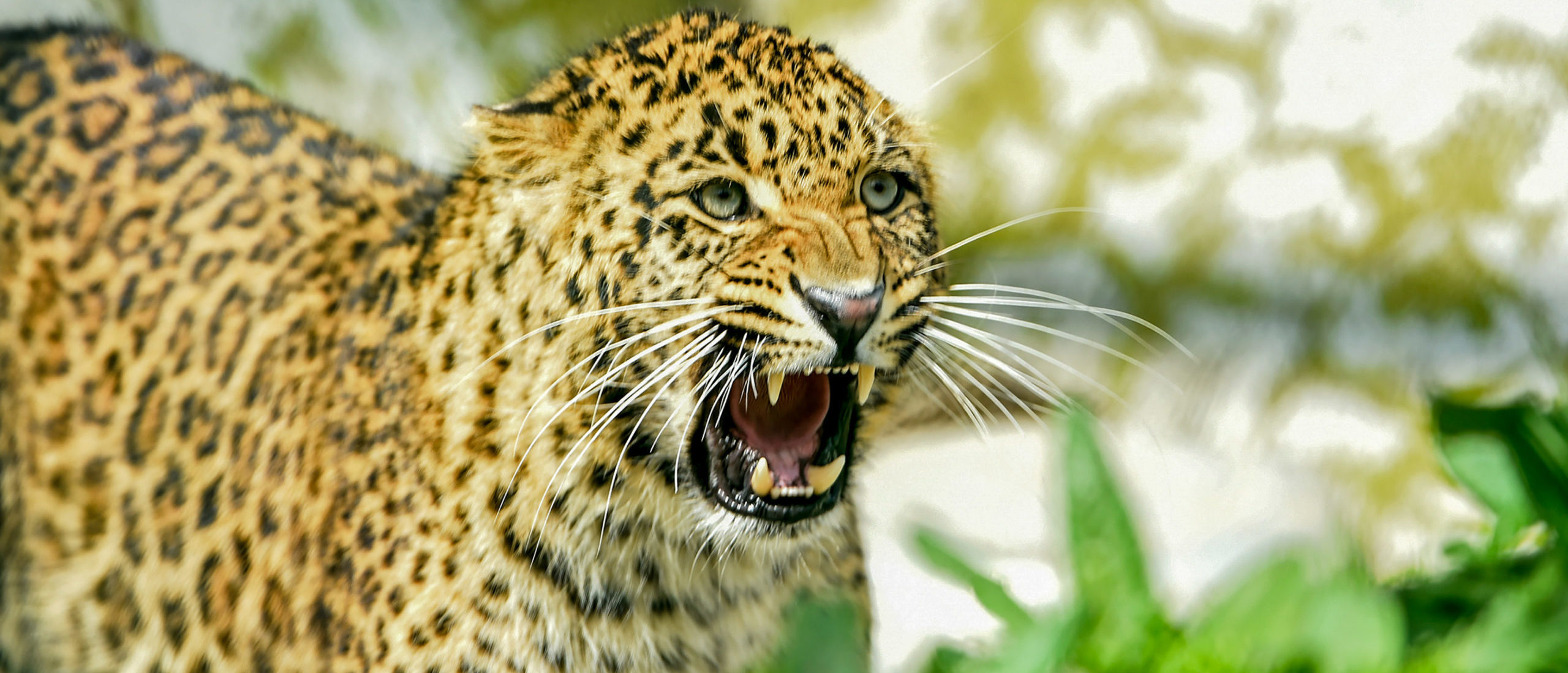 mother-reportedly-runs-after-leopard-saves-child-after-the-animal-snatched-him