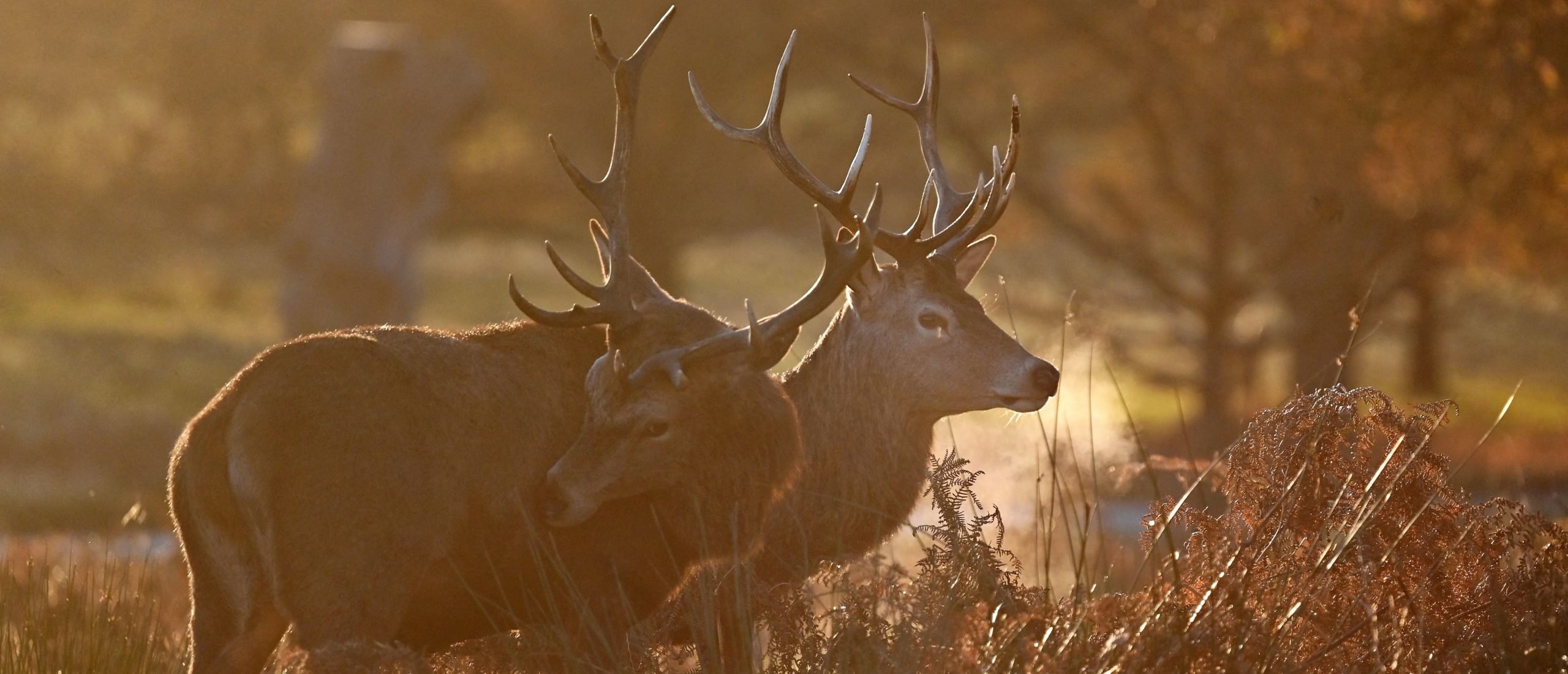 Red deer stag are pictured at sunrise on a winter's morning in Richmond Park, south west London on December 2, 2021. (Photo by Justin TALLIS / AFP) (Photo by JUSTIN TALLIS/AFP via Getty Images)