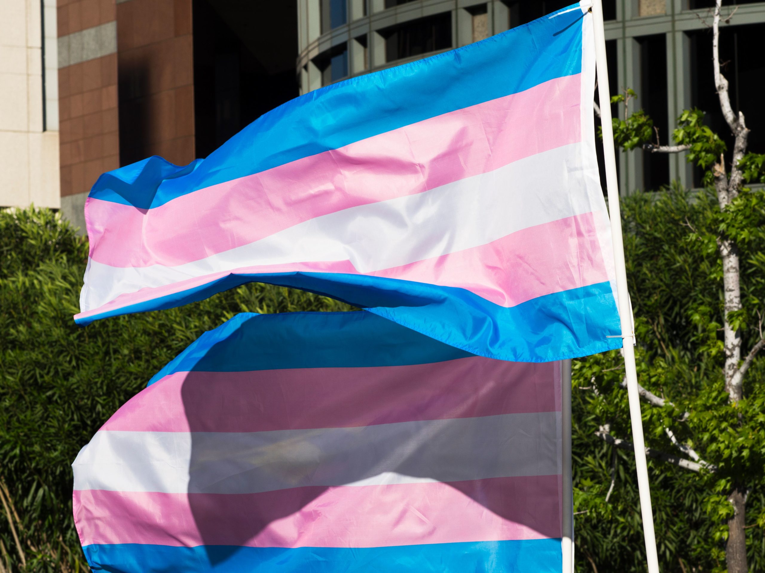 Trans pride flags flutter in the wind at a gathering to celebrate International Transgender Day of Visibility, March 31, 2017 at the Edward R. Roybal Federal Building in Los Angeles, California. International Transgender Day of Visibility is dedicated to celebrating transgender people and raising awareness of discrimination faced by transgender people worldwide. / AFP PHOTO / Robyn Beck (Photo credit should read ROBYN BECK/AFP via Getty Images)