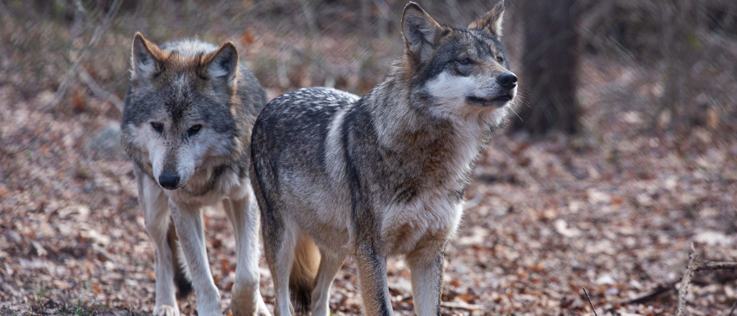 Ghost DNA from hybrid coyotes could save endangered red wolves