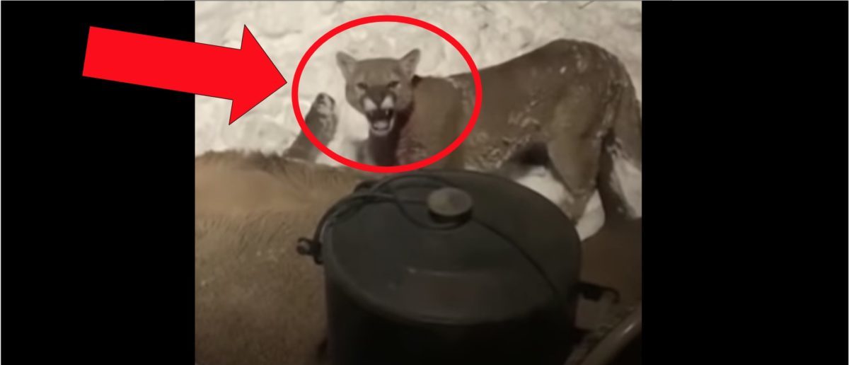 Colorado Man Finds A Mountain Lion Eating An Elk On His Porch
