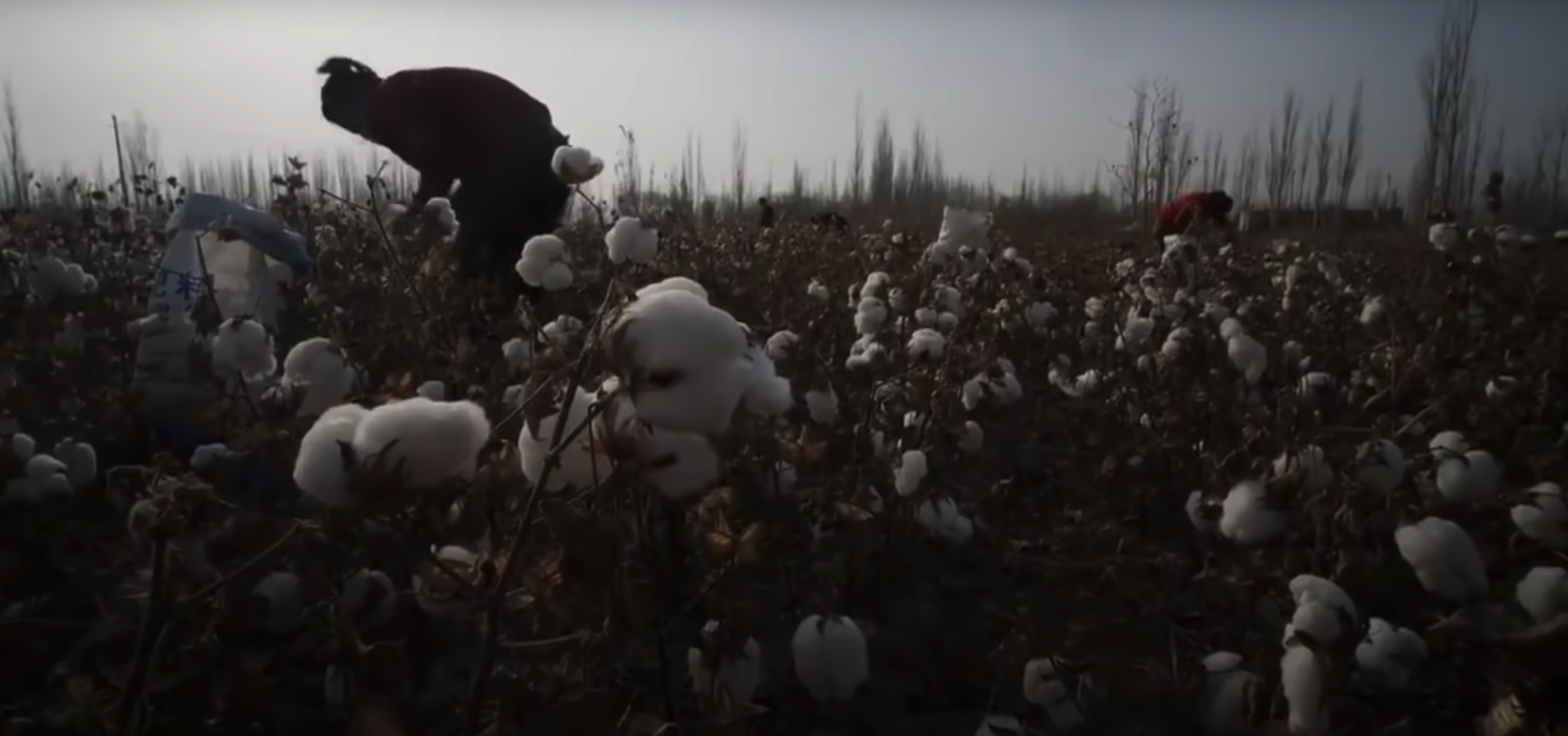 Uyghur prisoners are forced to pick cotton, according to the State Department and other agencies. [YouTube/Screenshot/BBCNews]