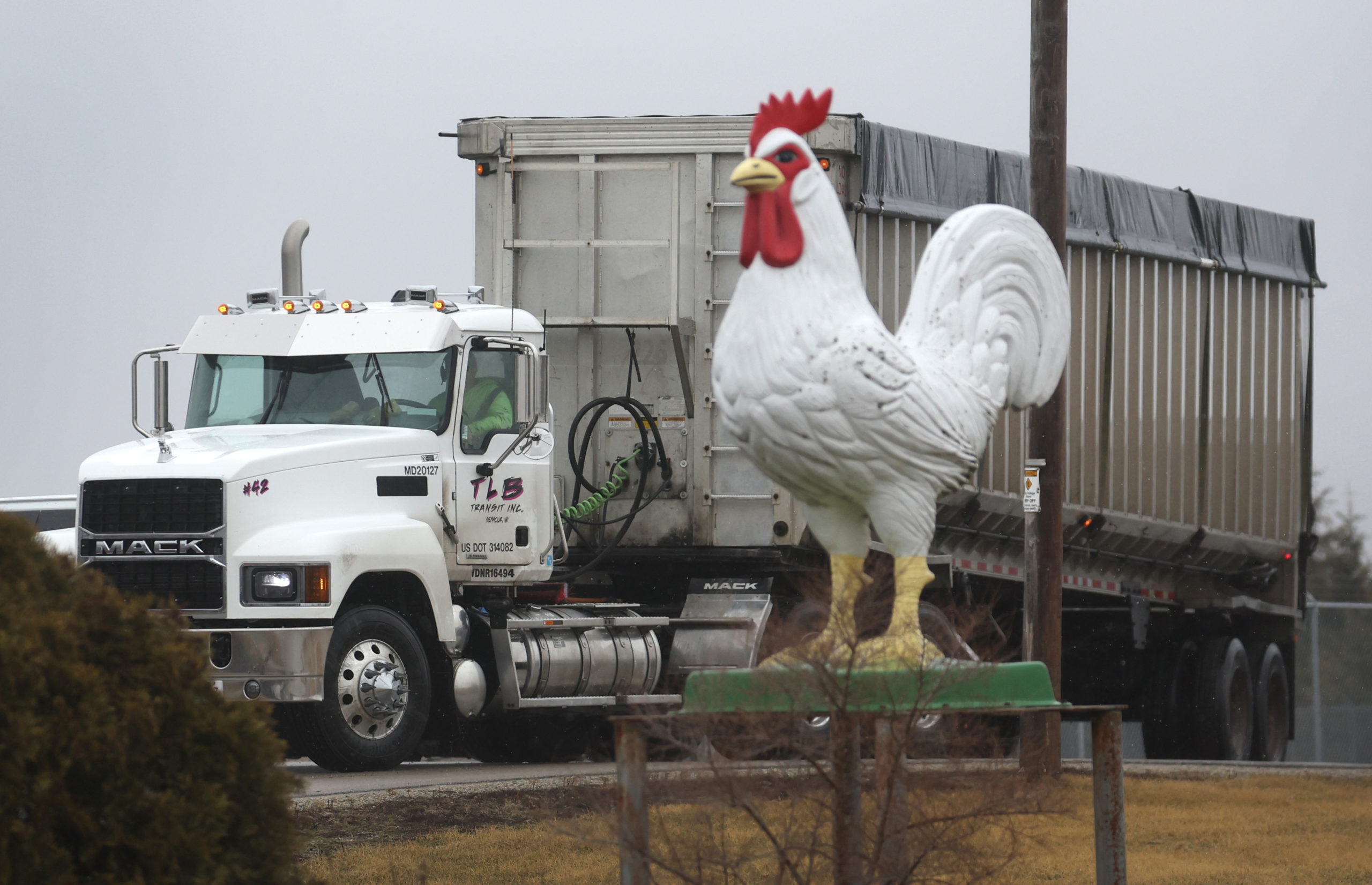 A truck drives out the entrance of the Cold Springs Eggs Farm where the presence of avian influenza was reported to be discovered, forcing the commercial egg producer to destroy nearly 3 million chickens on March 24, 2022 near Palmyra, Wisconsin. (Photo by Scott Olson/Getty Images)