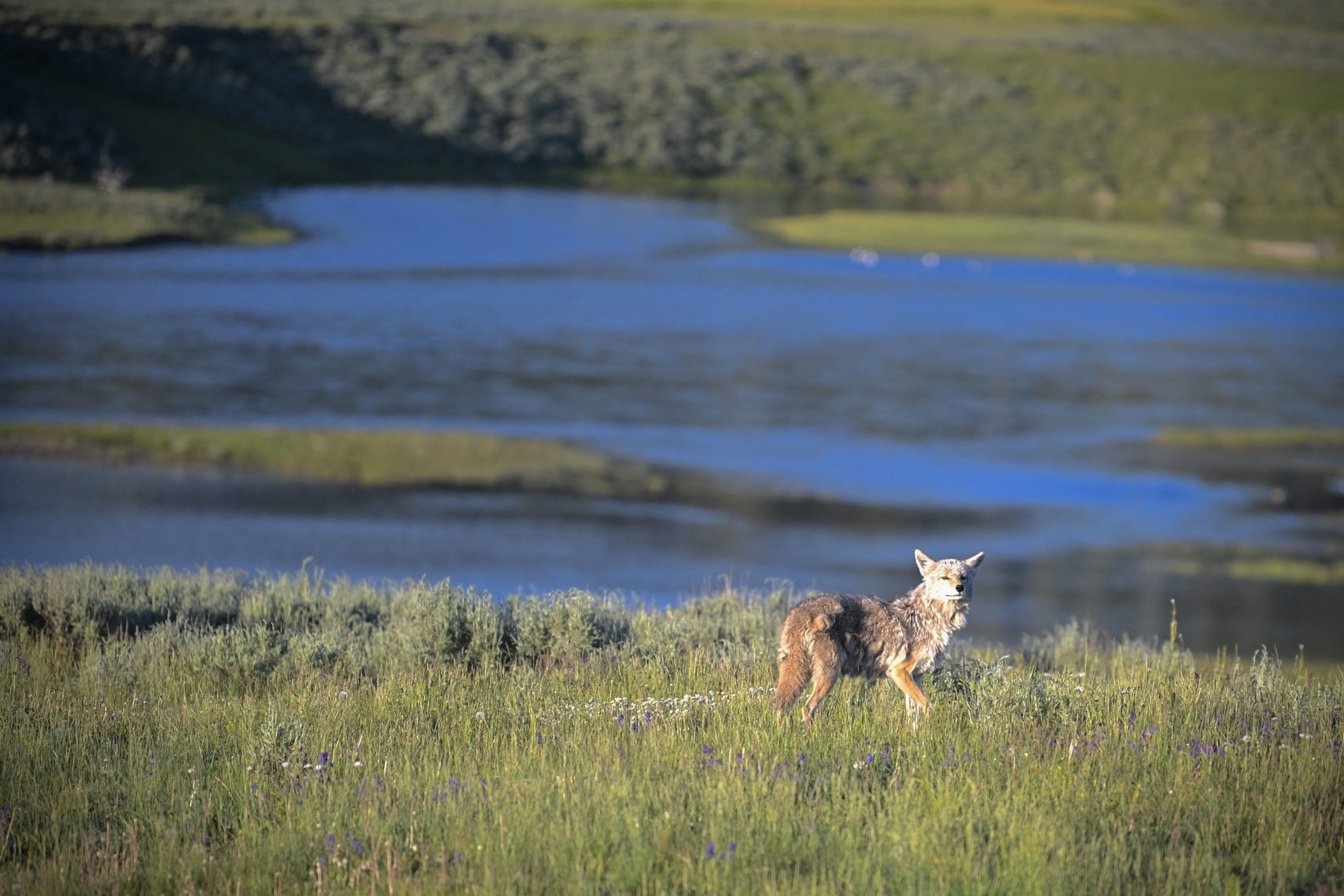 A coyote is seen walking in the prairie at sunset in Yellowstone National Park, Wyoming, in July 2020. (Eric Baradat/AFP via Getty Images)