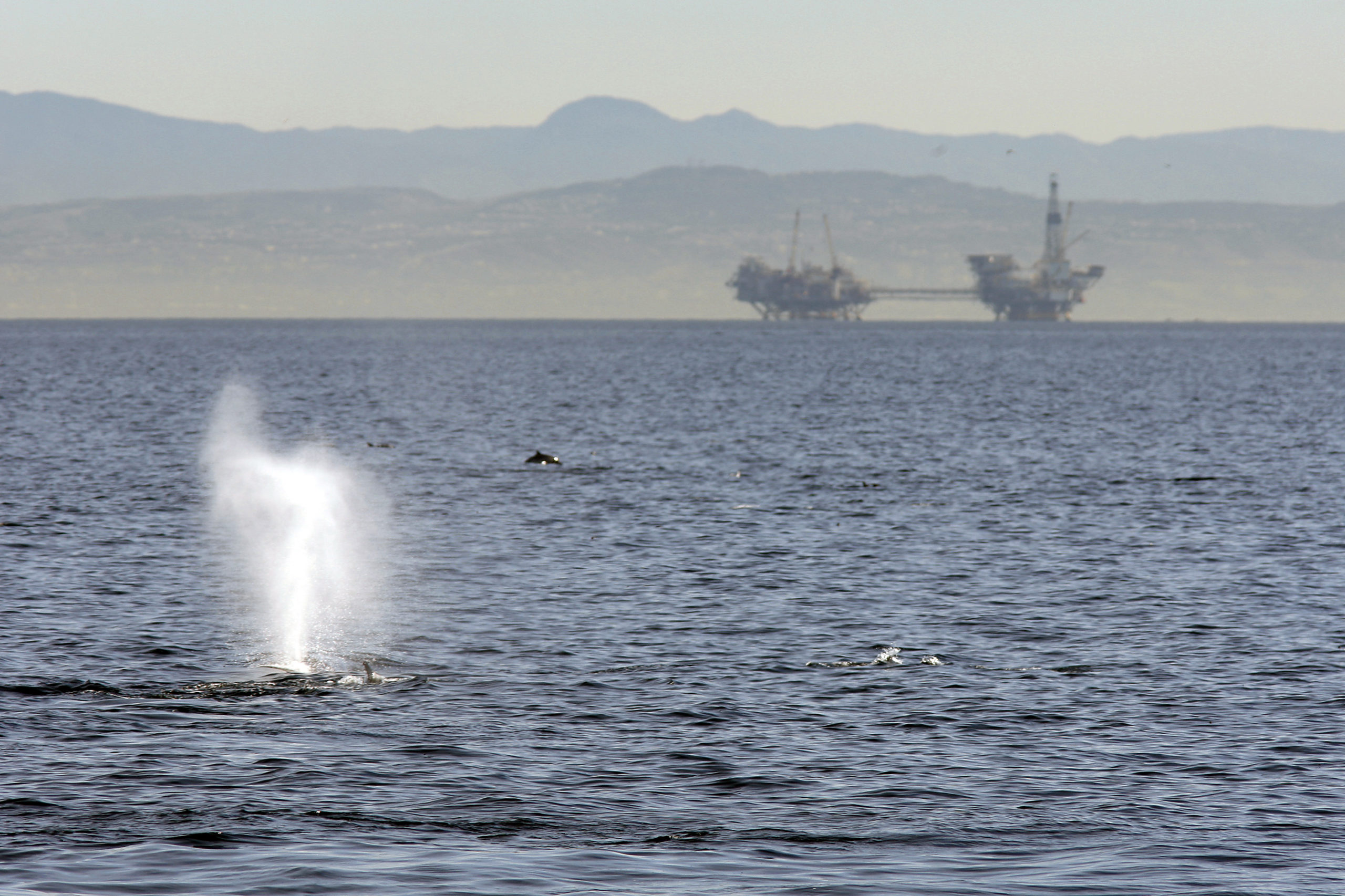 A whale surfaces near offshore oil rigs off the southern California coast. (David McNew/Getty Images)